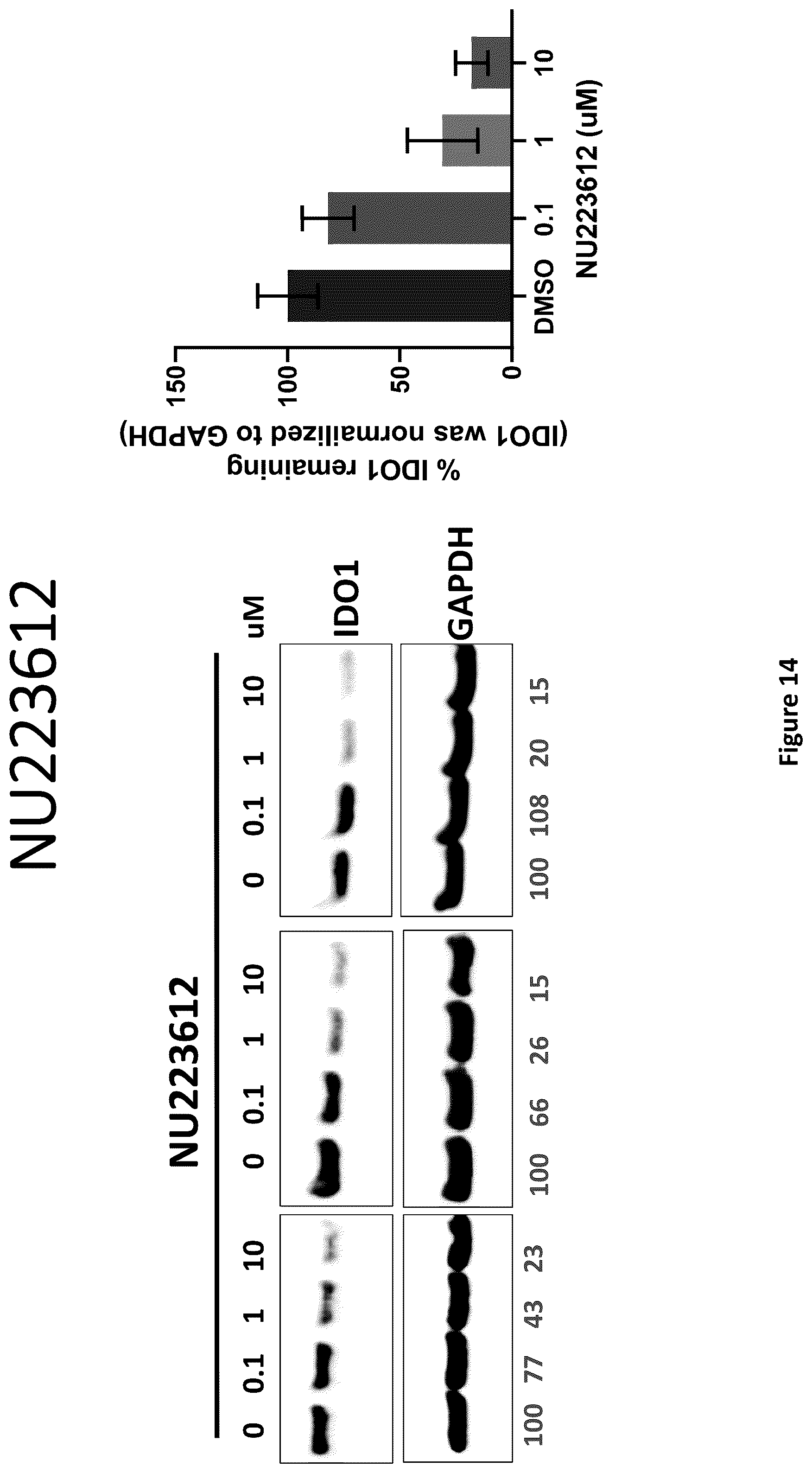 Patent US12311029 Figure 14 – Proteolysis-targeting chimeric molecules (PROTACs) that induce degradation of indoleamine 2,3-dioxygenase (IDO) protein