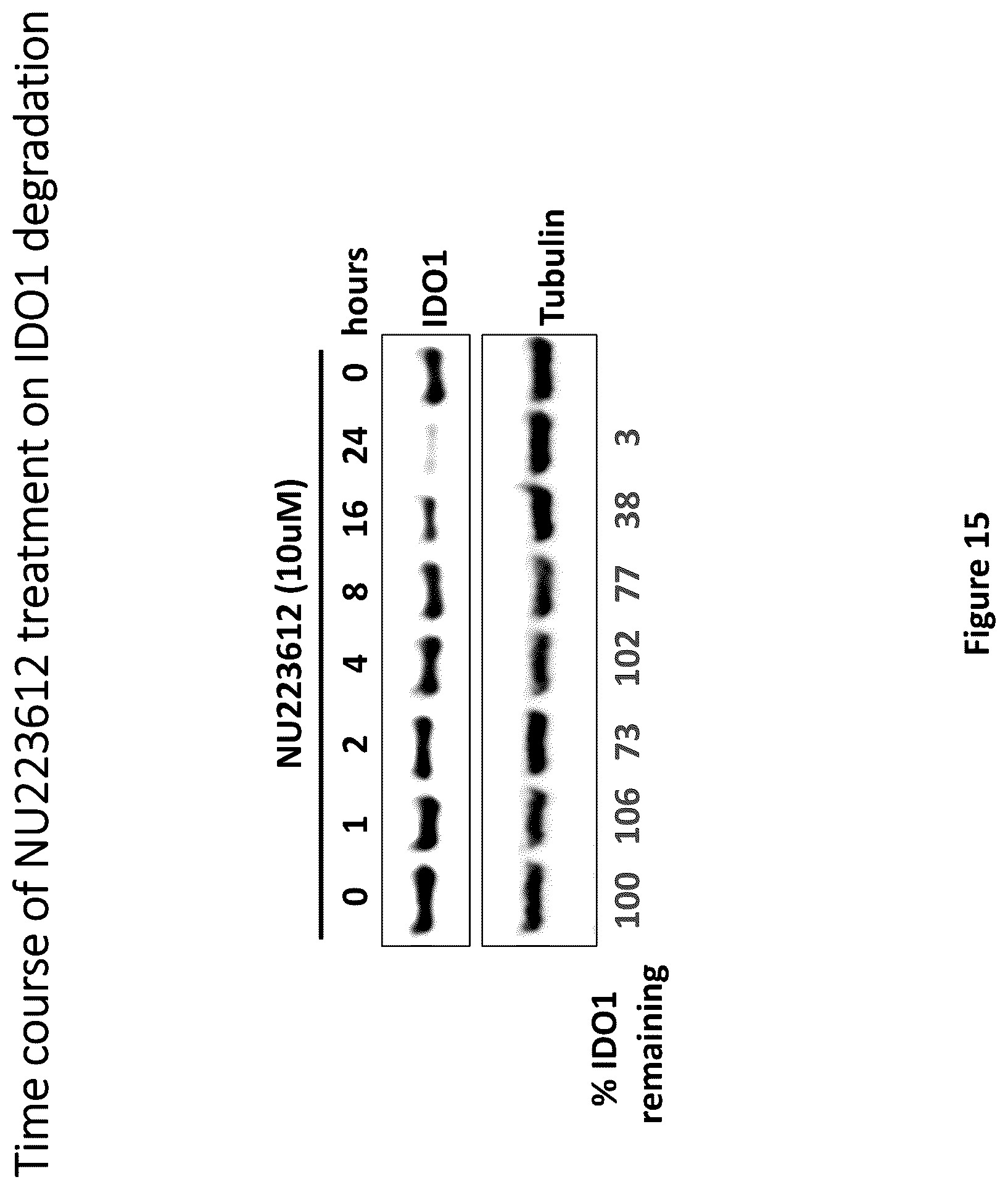Patent US12311029 Figure 15 – Proteolysis-targeting chimeric molecules (PROTACs) that induce degradation of indoleamine 2,3-dioxygenase (IDO) protein