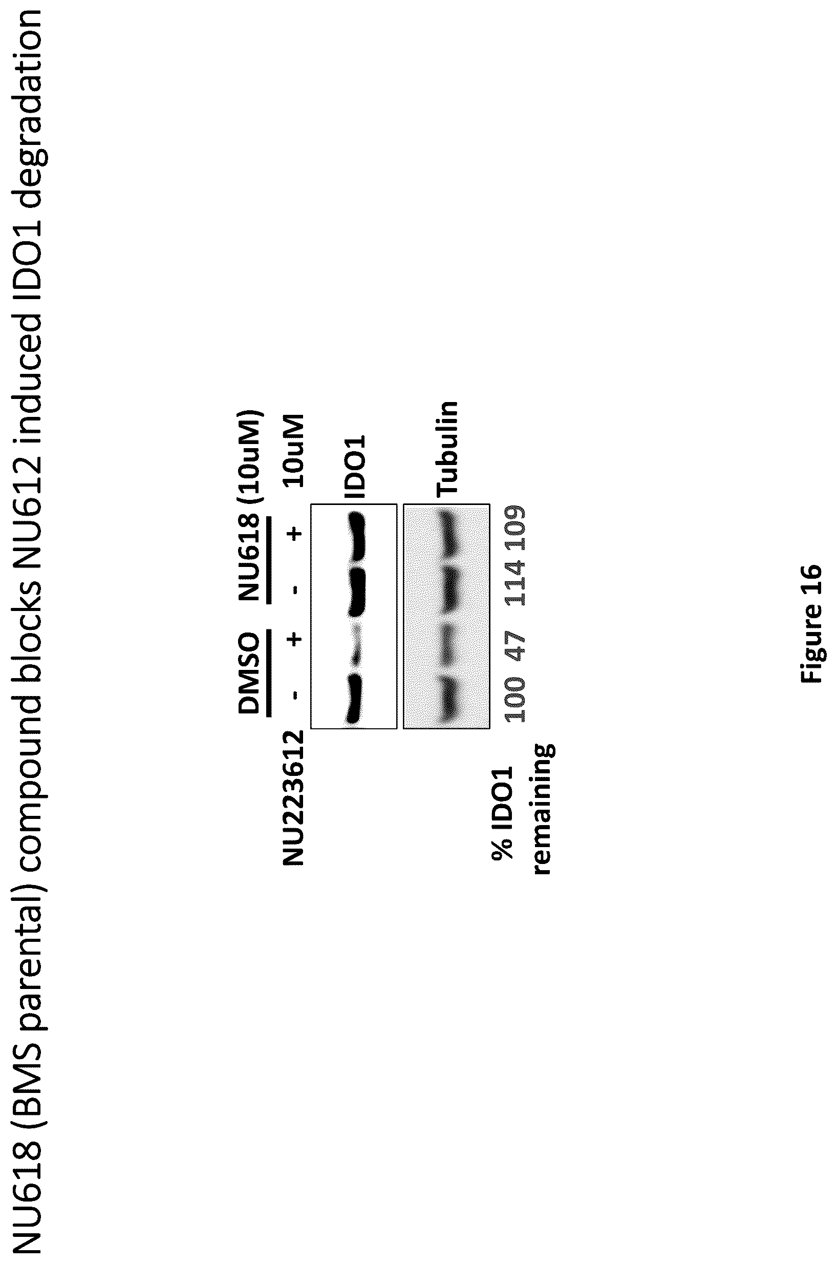 Patent US12311029 Figure 16 – Proteolysis-targeting chimeric molecules (PROTACs) that induce degradation of indoleamine 2,3-dioxygenase (IDO) protein