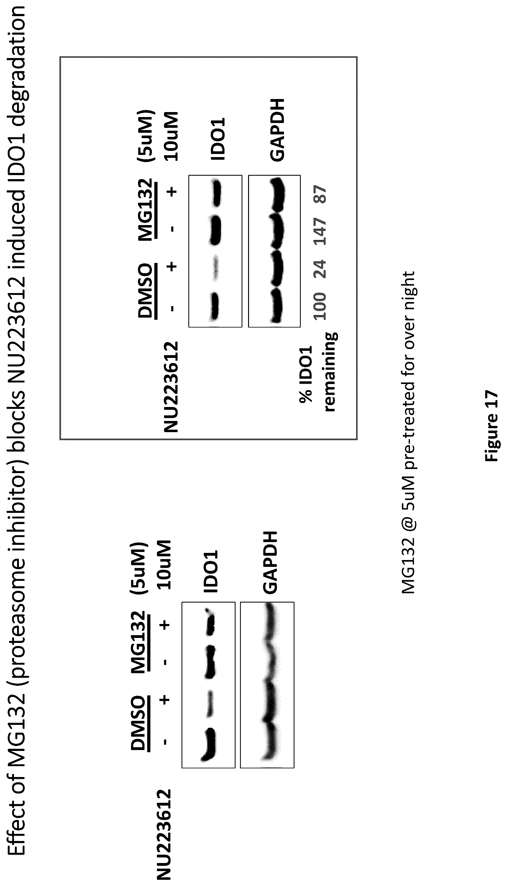 Patent US12311029 Figure 17 – Proteolysis-targeting chimeric molecules (PROTACs) that induce degradation of indoleamine 2,3-dioxygenase (IDO) protein