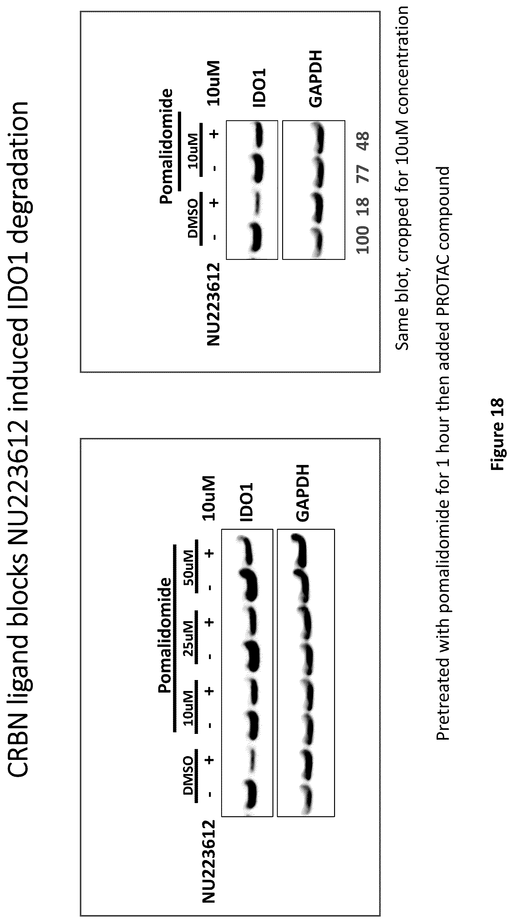 Patent US12311029 Figure 18 – Proteolysis-targeting chimeric molecules (PROTACs) that induce degradation of indoleamine 2,3-dioxygenase (IDO) protein