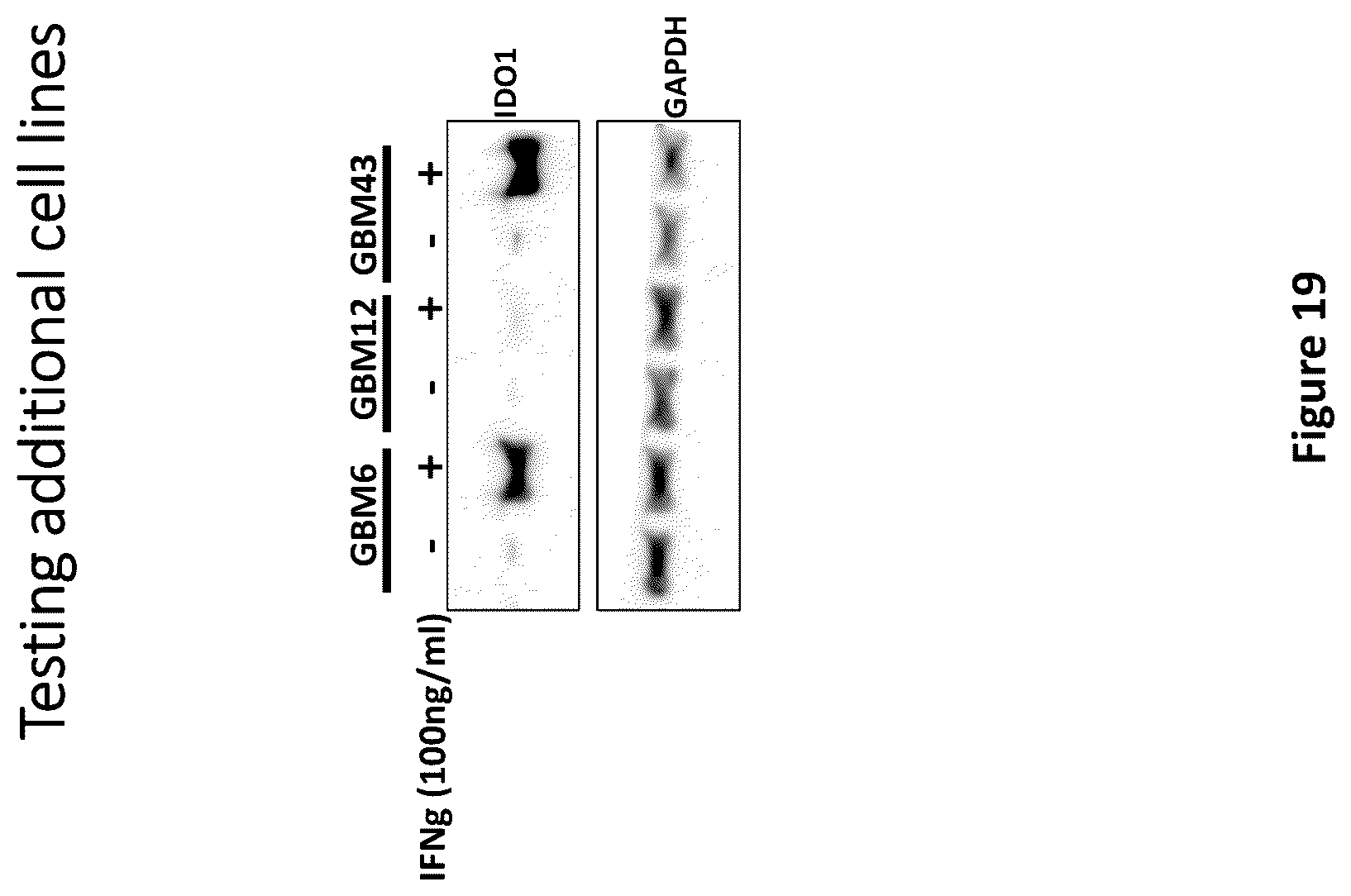 Patent US12311029 Figure 19 – Proteolysis-targeting chimeric molecules (PROTACs) that induce degradation of indoleamine 2,3-dioxygenase (IDO) protein