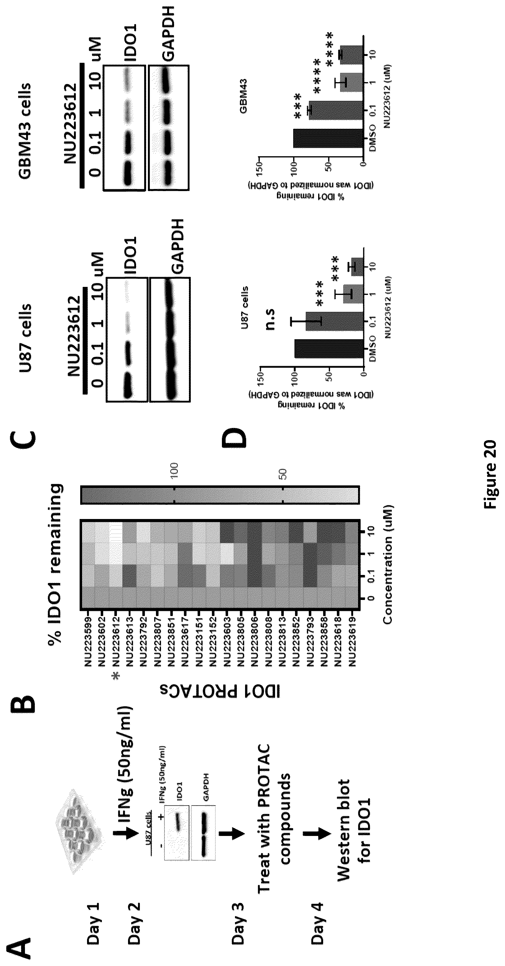 Patent US12311029 Figure 20 – Proteolysis-targeting chimeric molecules (PROTACs) that induce degradation of indoleamine 2,3-dioxygenase (IDO) protein