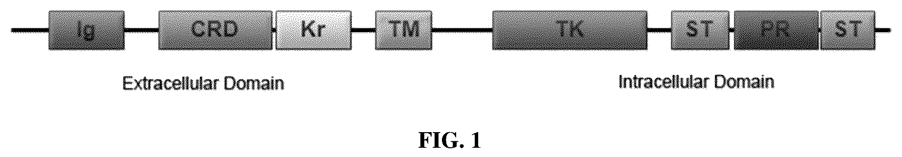 Patent US12311032 Figure 1 – Anti-Ror2 antibodies, antibody fragments, their immunoconjugates and uses thereof