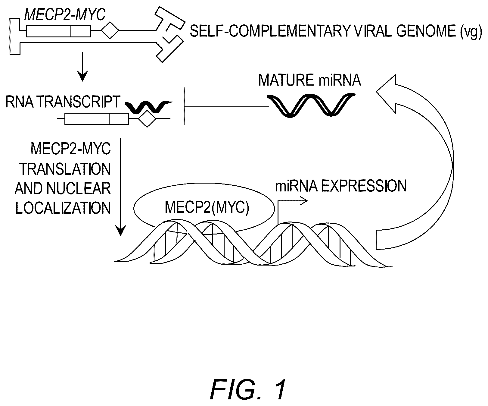 Patent US12311034 — Feedback enabled synthetic genes, target seed match cassettes, and their uses — Figure 1