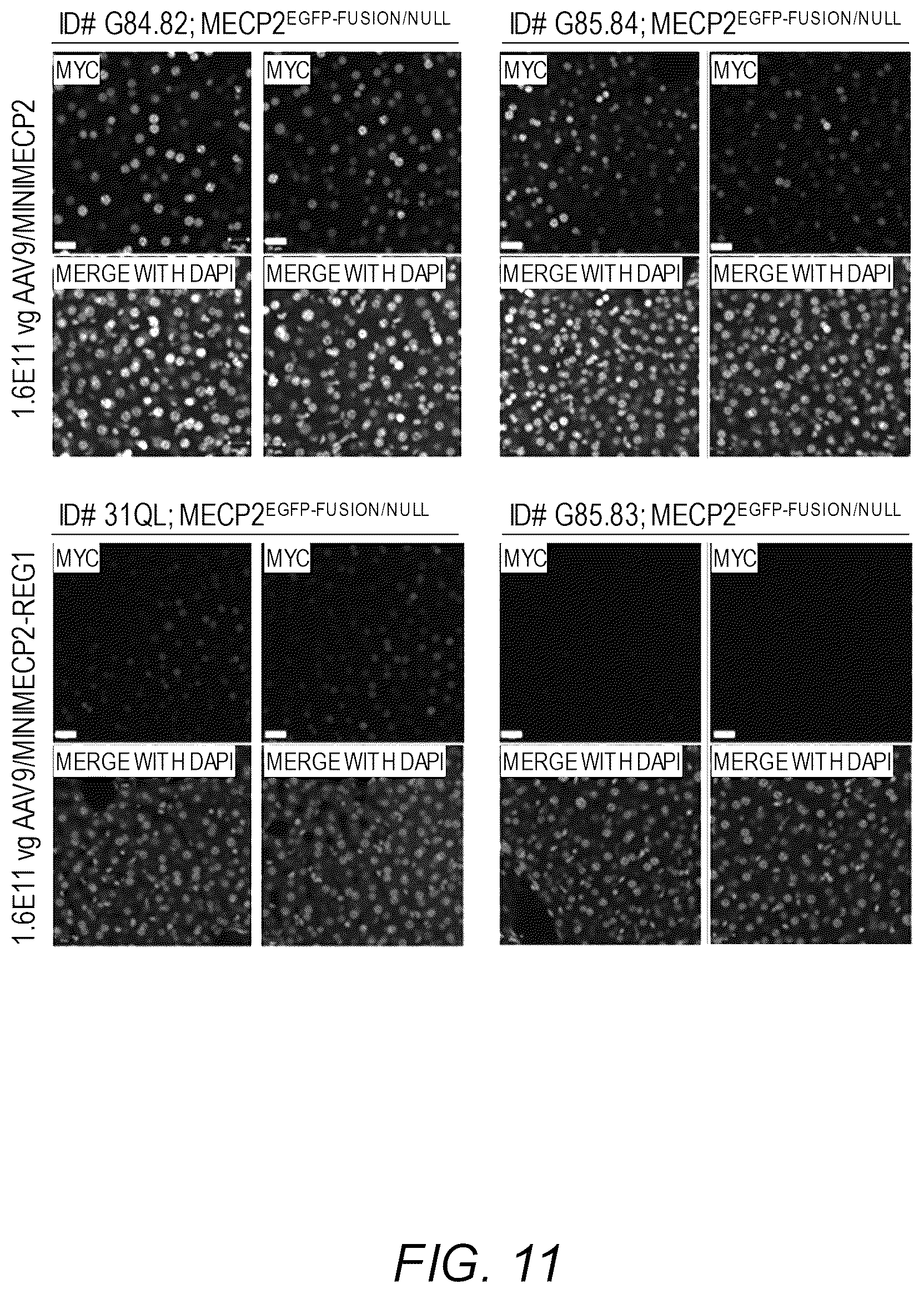 Patent US12311034 Figure 13 – Feedback enabled synthetic genes, target seed match cassettes, and their uses
