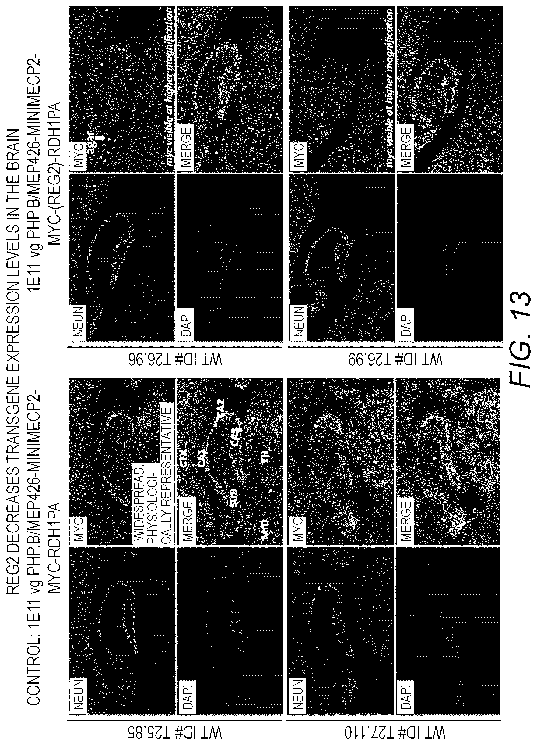 Patent US12311034 Figure 15 – Feedback enabled synthetic genes, target seed match cassettes, and their uses