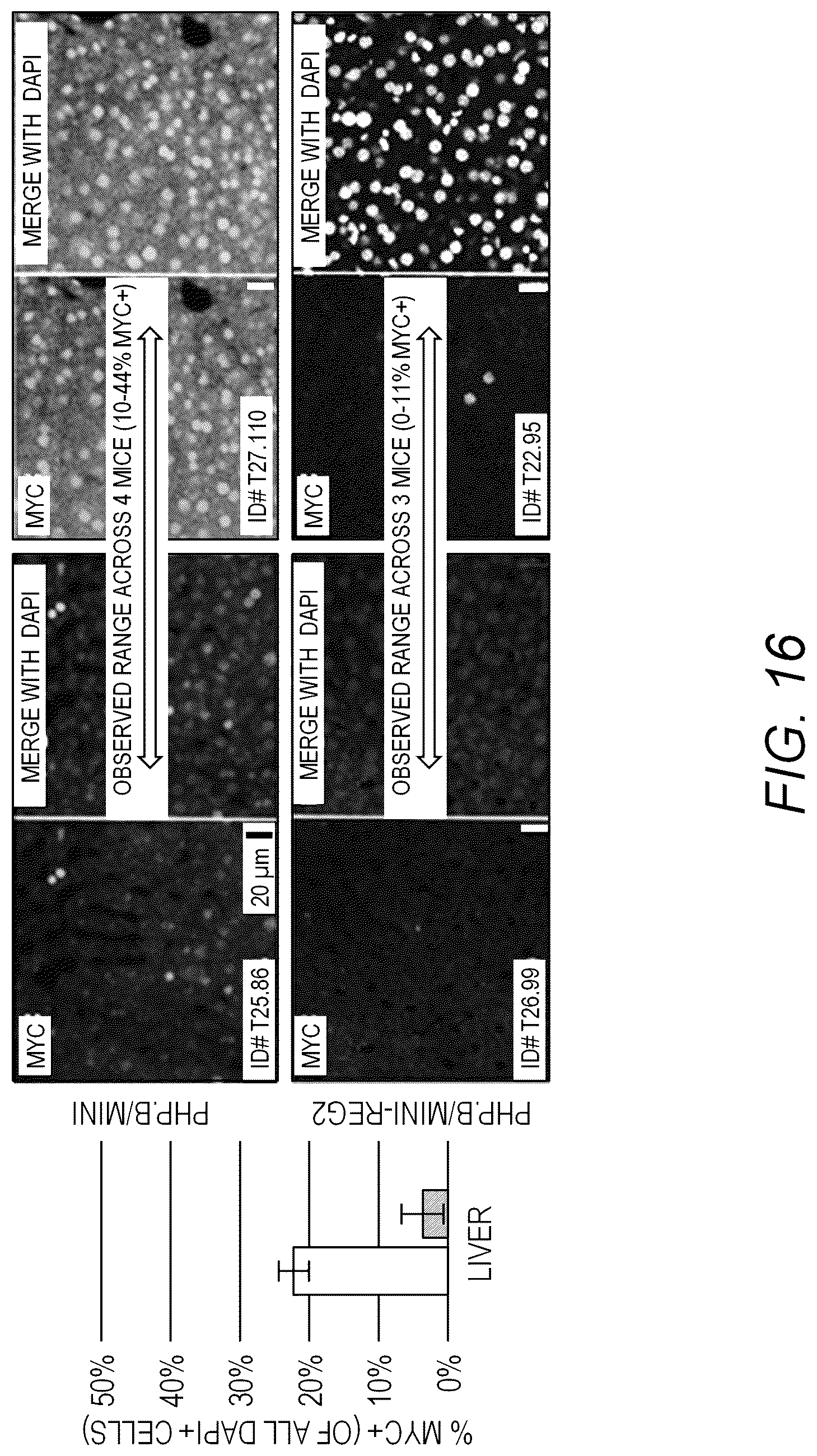 Patent US12311034 Figure 19 – Feedback enabled synthetic genes, target seed match cassettes, and their uses