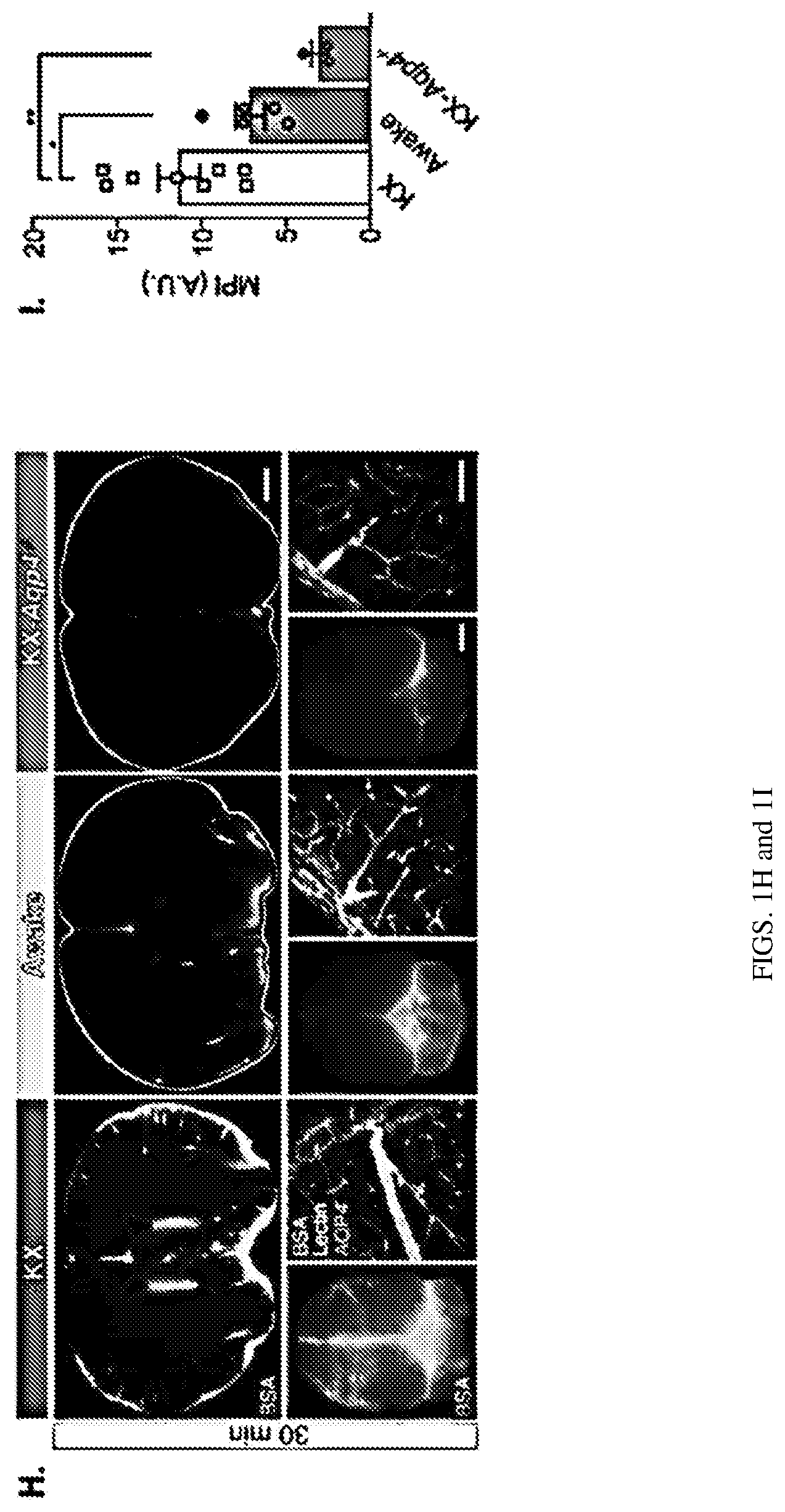 Patent US12311035 Figure 2 – Glymphatic delivery by manipulating plasma osmolarity