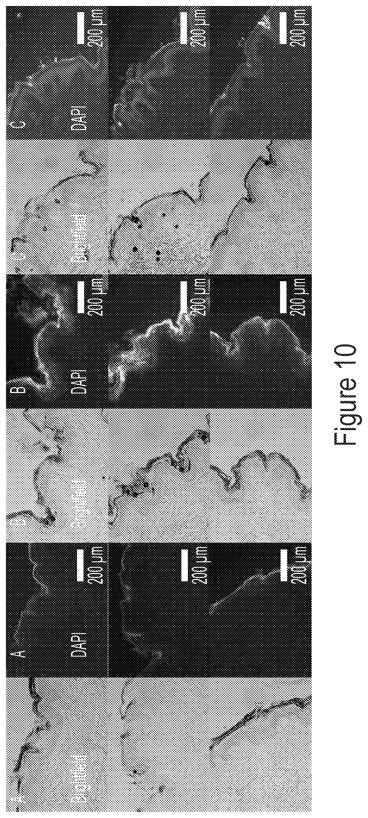 Patent US12311048 Figure 10 – Crosslinked materials
