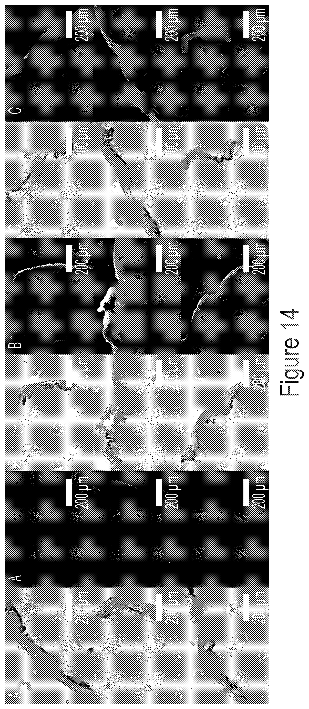 Patent US12311048 Figure 14 – Crosslinked materials
