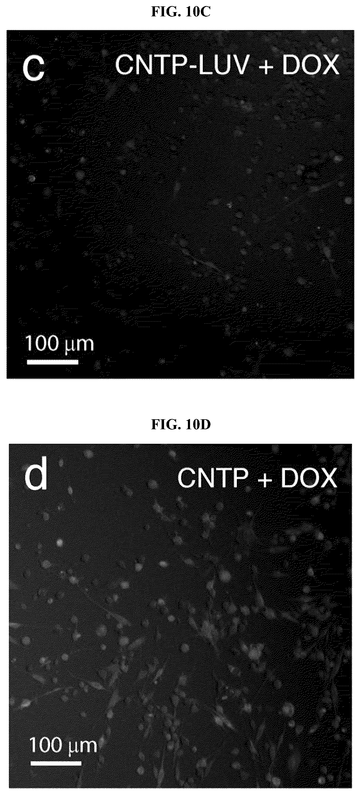 Patent US12311053 Figure 20 – Nanotube-vesicle compositions and uses thereof