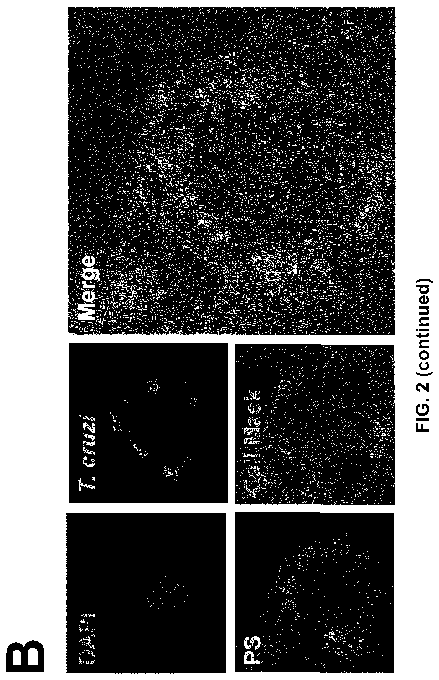 Patent US12311054 Figure 3 – Compositions and methods of using propylene sulfide-based polymers for treatment of Chagas disease