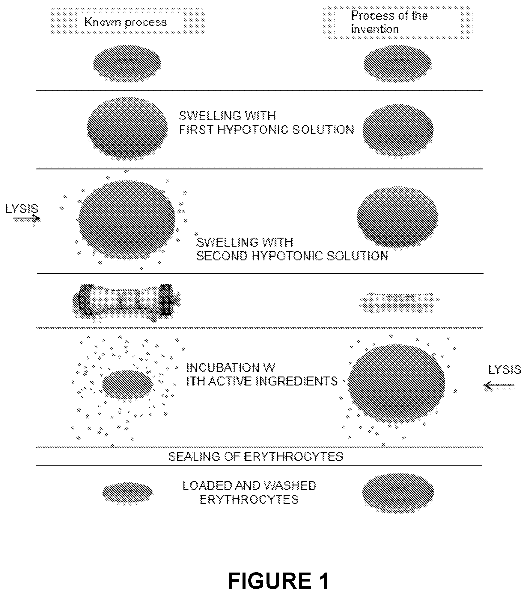 Patent US12311059 Figure 1 – Process for the preparation of erythrocytes loaded with one or more substances of pharmaceutical interest and so obtained erythrocytes