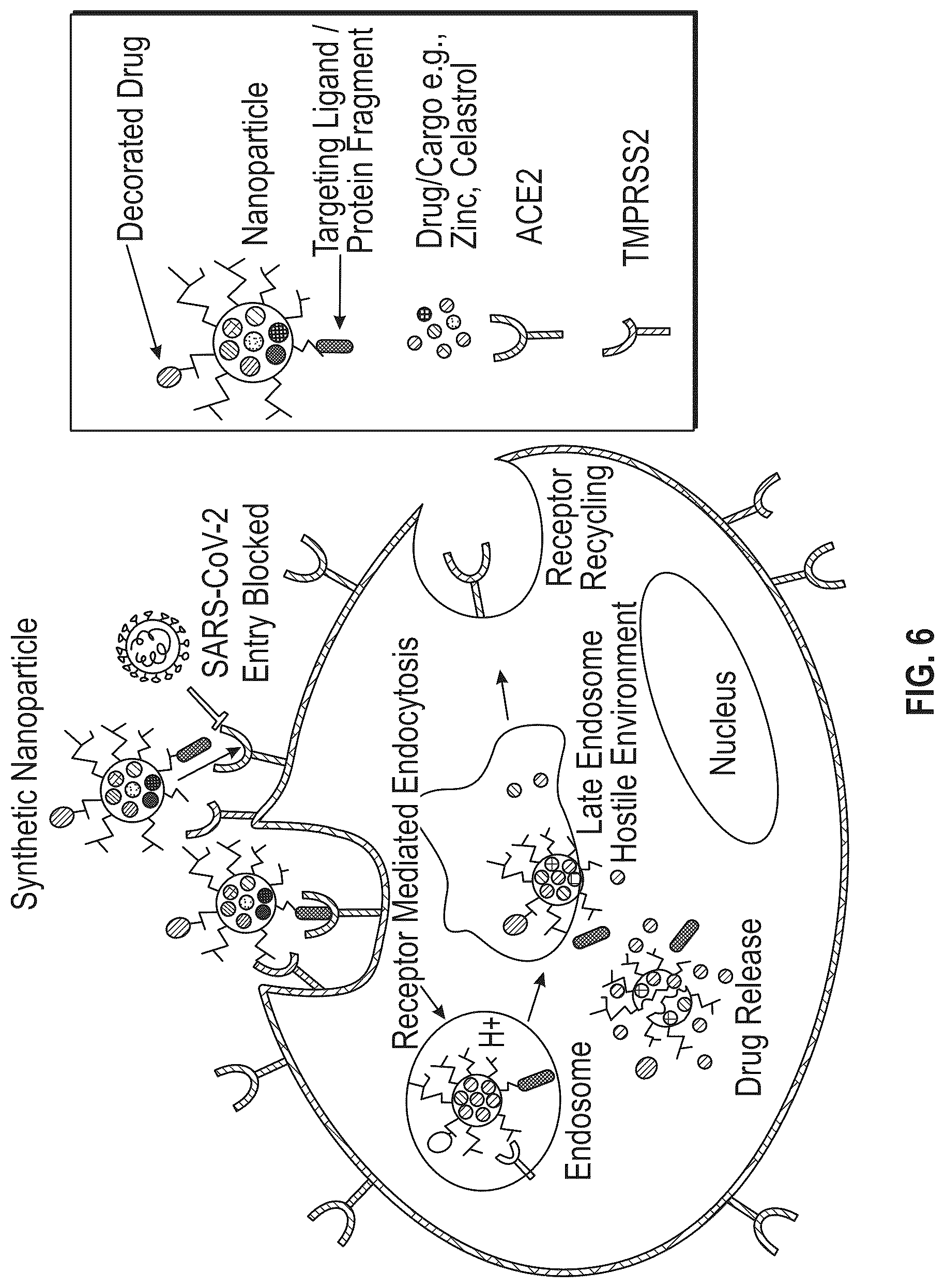 Patent US12311061 Figure 6 – Methods of fabricating carriers for targeted delivery to a host