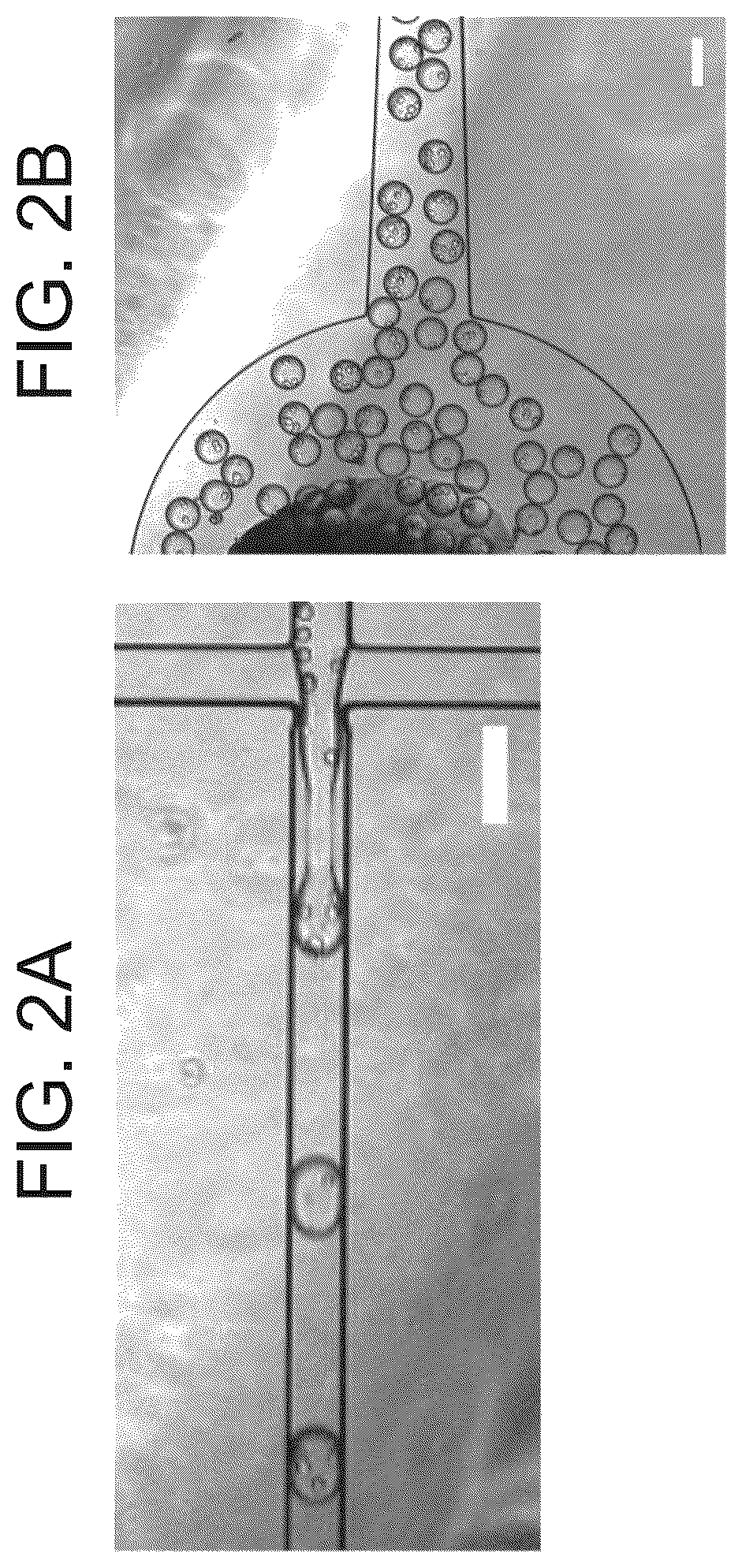 Patent US12311075 Figure 2 – Particles comprising decellularized omentum