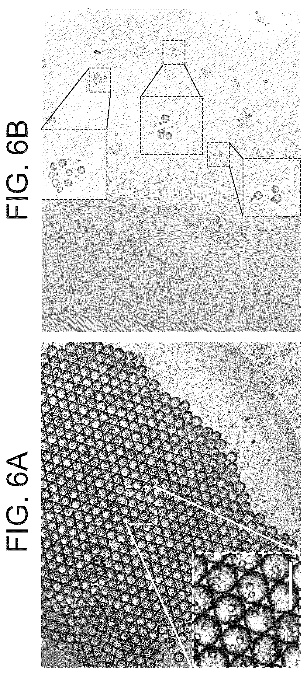 Patent US12311075 Figure 6 – Particles comprising decellularized omentum