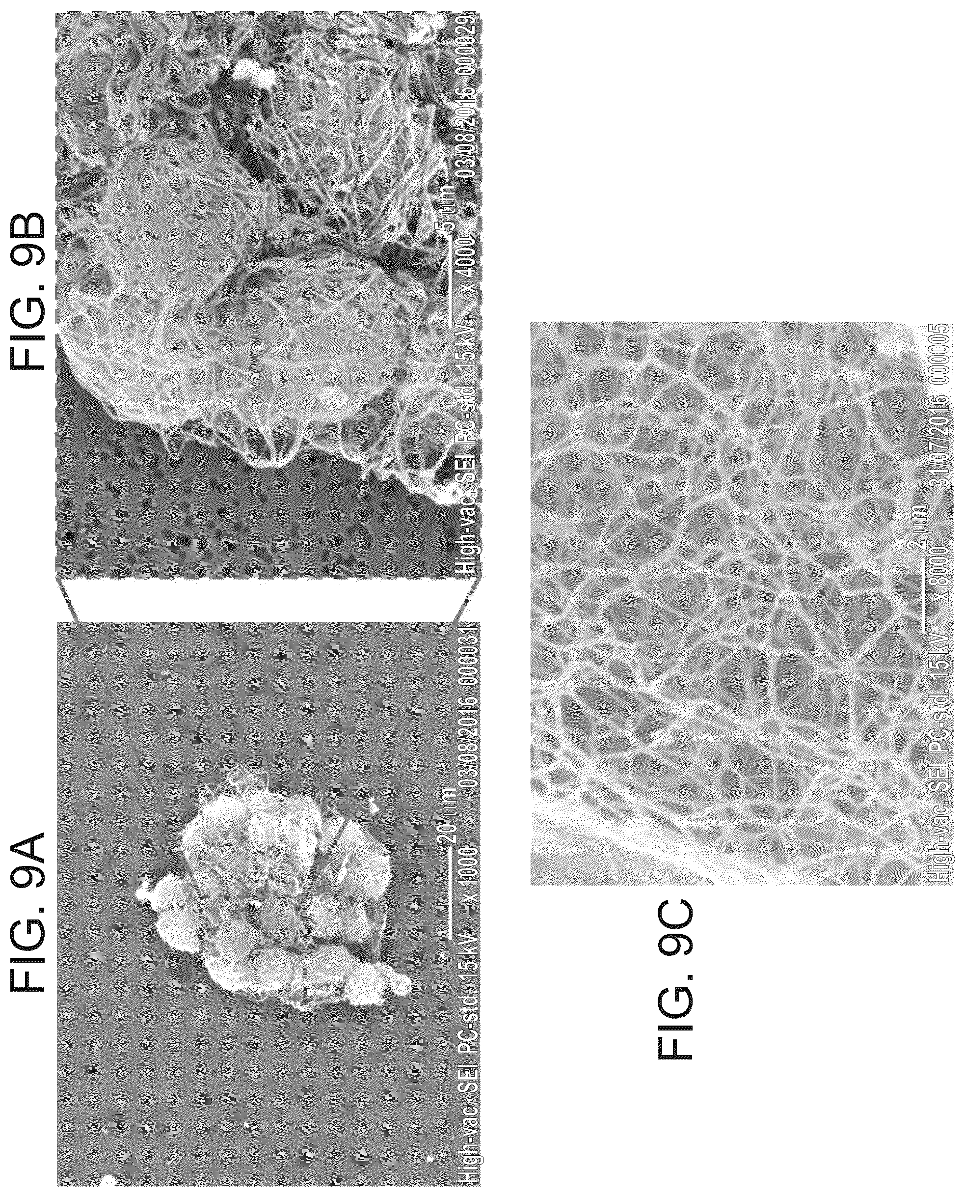 Patent US12311075 Figure 9 – Particles comprising decellularized omentum