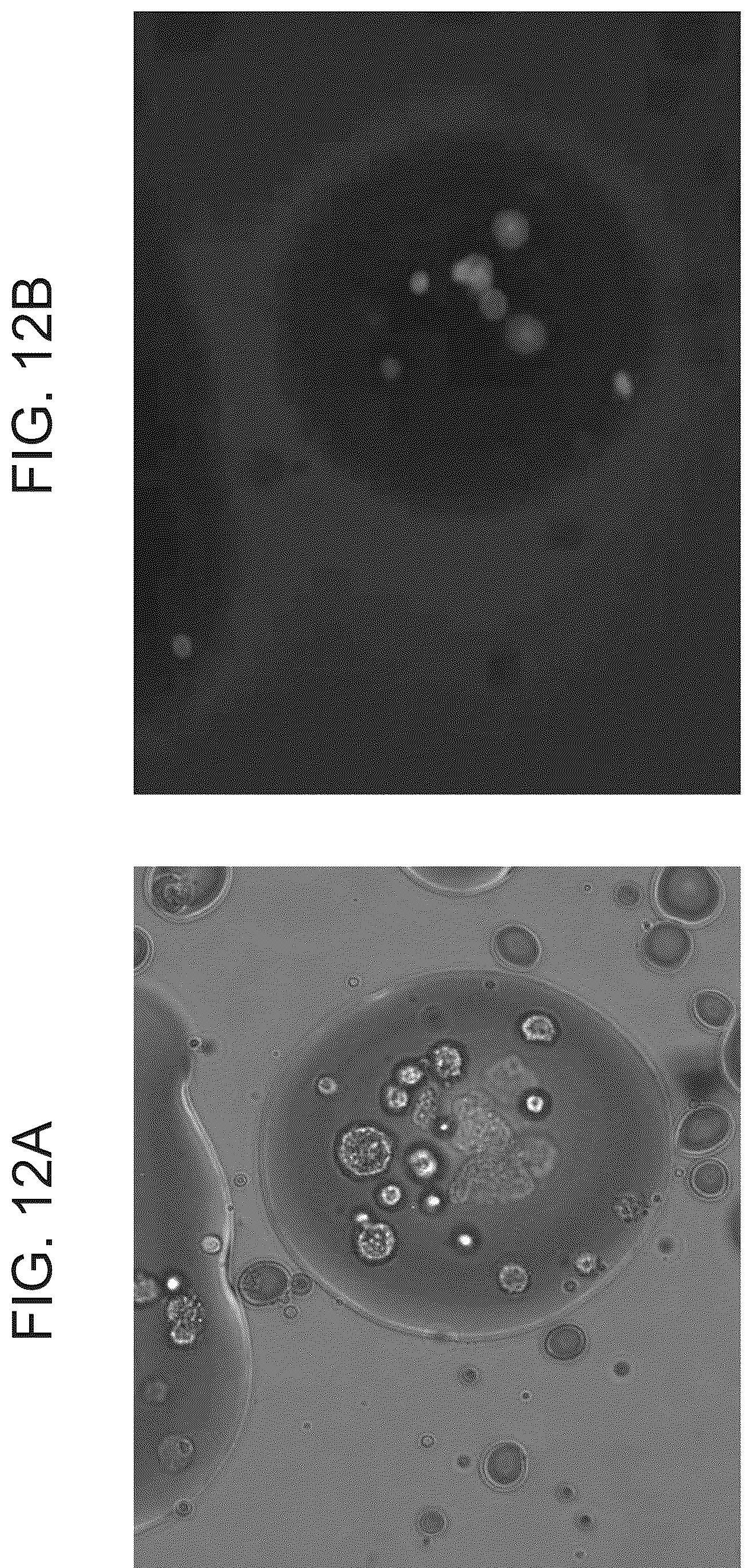 Patent US12311075 Figure 12 – Particles comprising decellularized omentum
