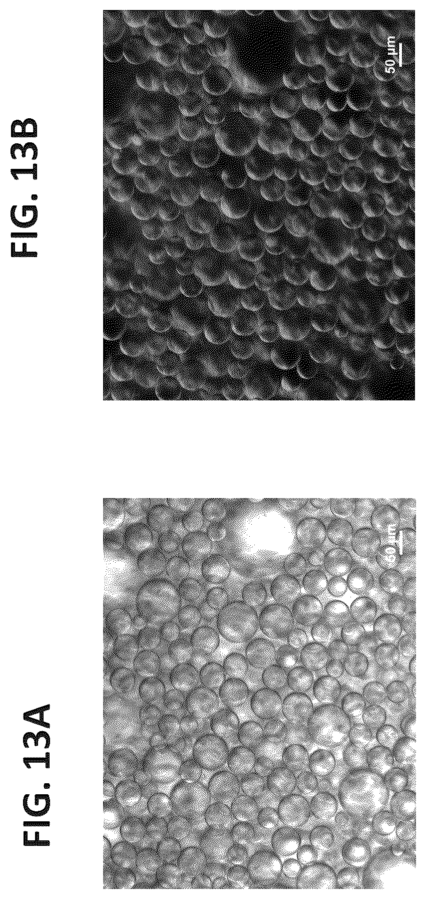 Patent US12311075 Figure 13 – Particles comprising decellularized omentum