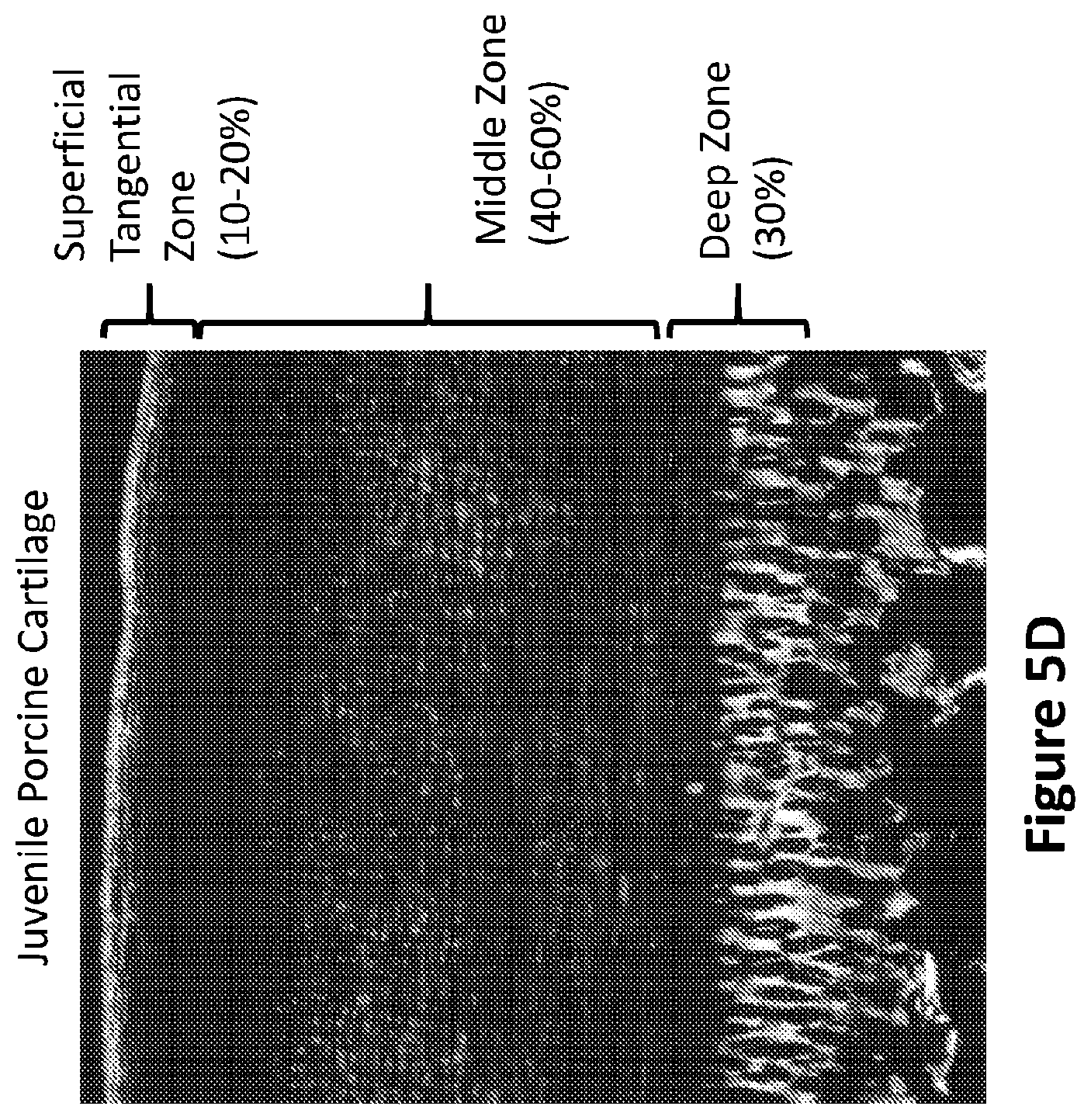 Patent US12311077 Figure 6 – Method of making, manufacturing or producing orthopedic soft tissue