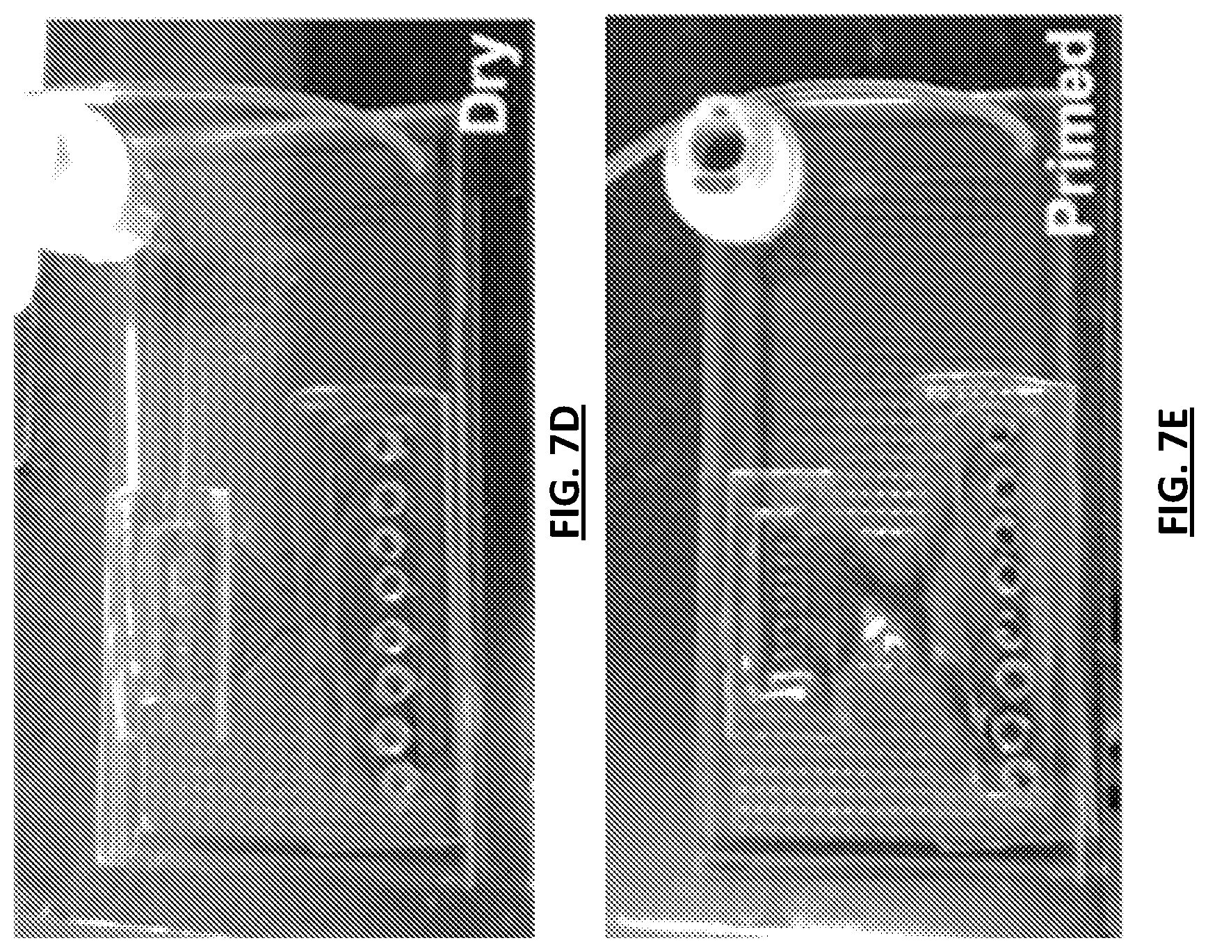 Patent US12311367 Figure 8 – Microfluidic devices and methods for monitoring blood biology under flow