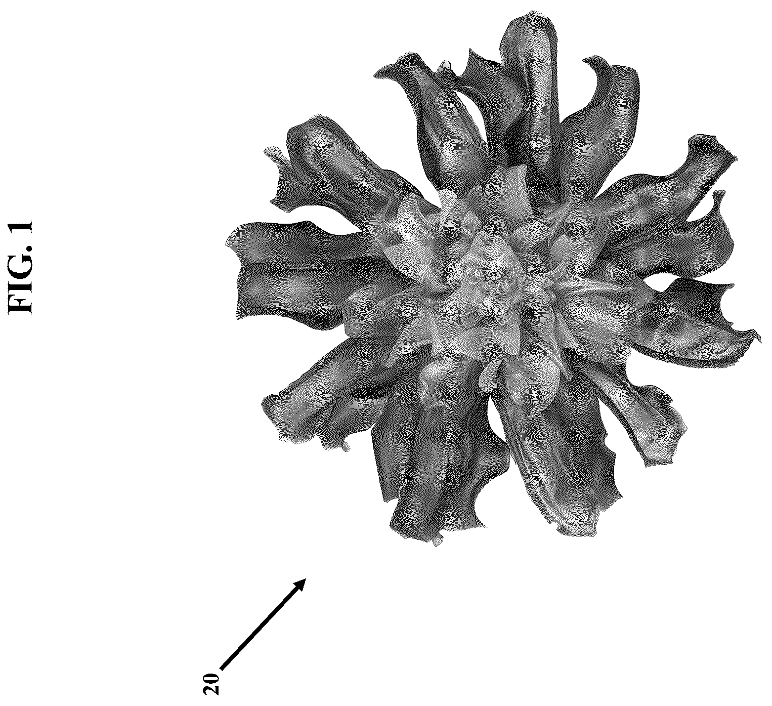 Patent US12311581 Figure 1 – Artificial botanicals and methods of making same