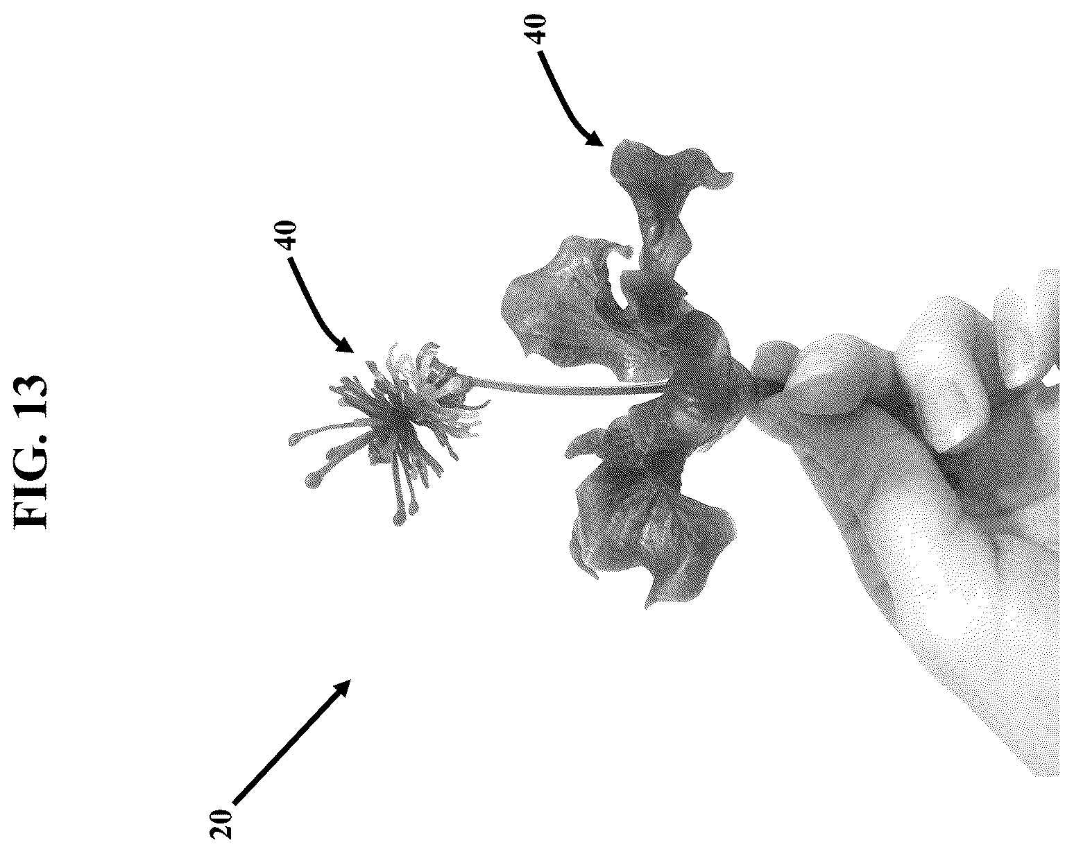Patent US12311581 Figure 13 – Artificial botanicals and methods of making same