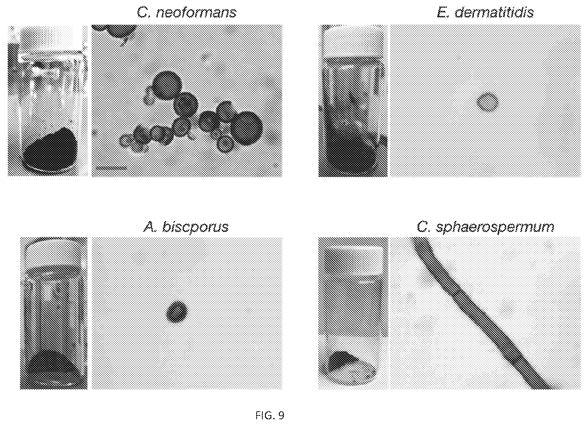 Patent US12311593 Figure 12 – Melanin based bio-composites for 3D printing