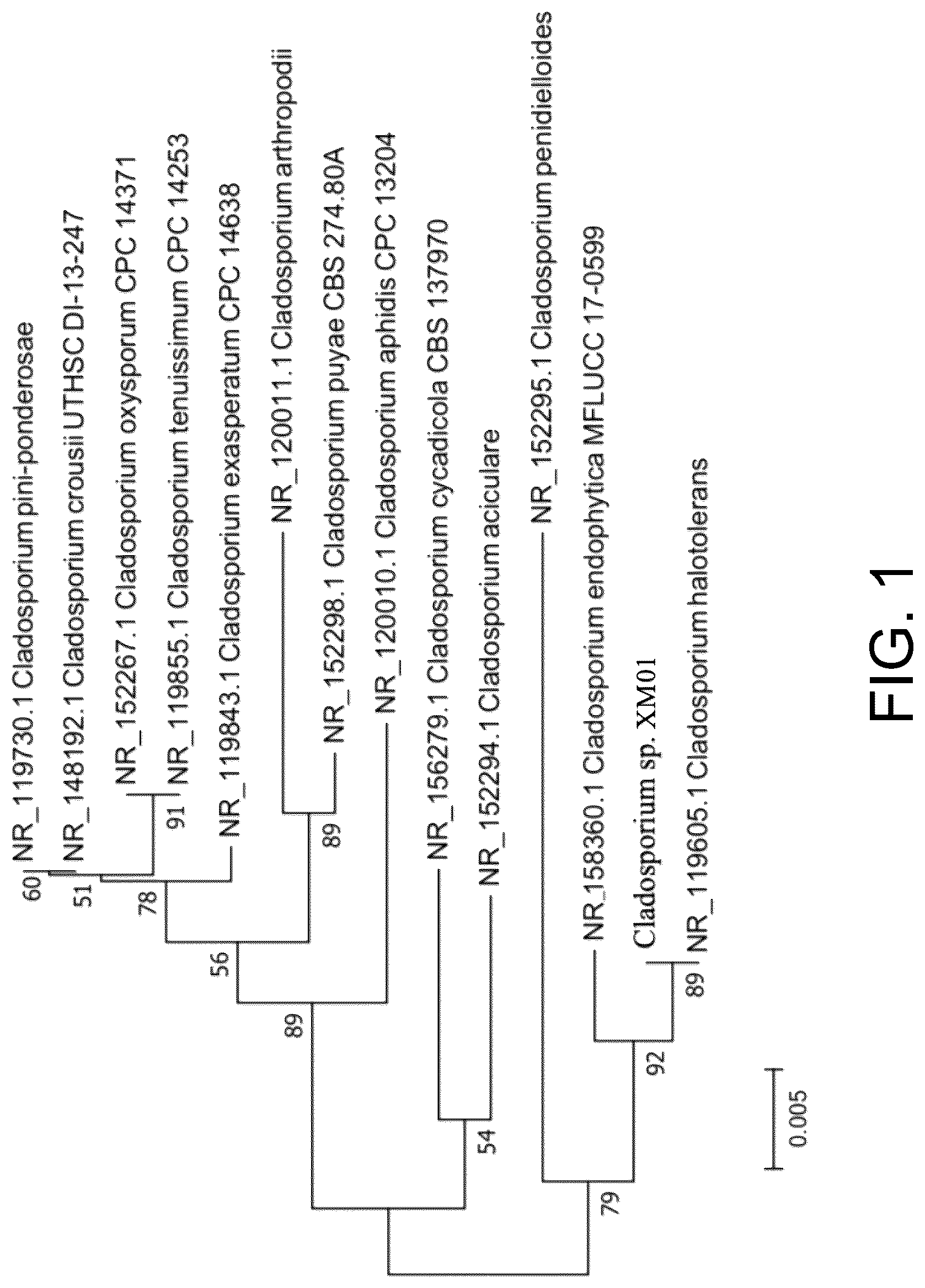Patent US12312268 Figure 1 – Manganese-oxidizing fungus and uses thereof