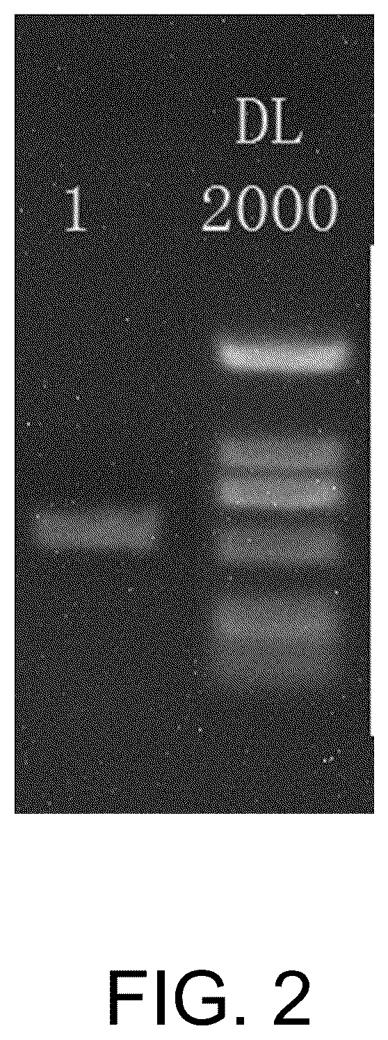 Patent US12312268 Figure 2 – Manganese-oxidizing fungus and uses thereof