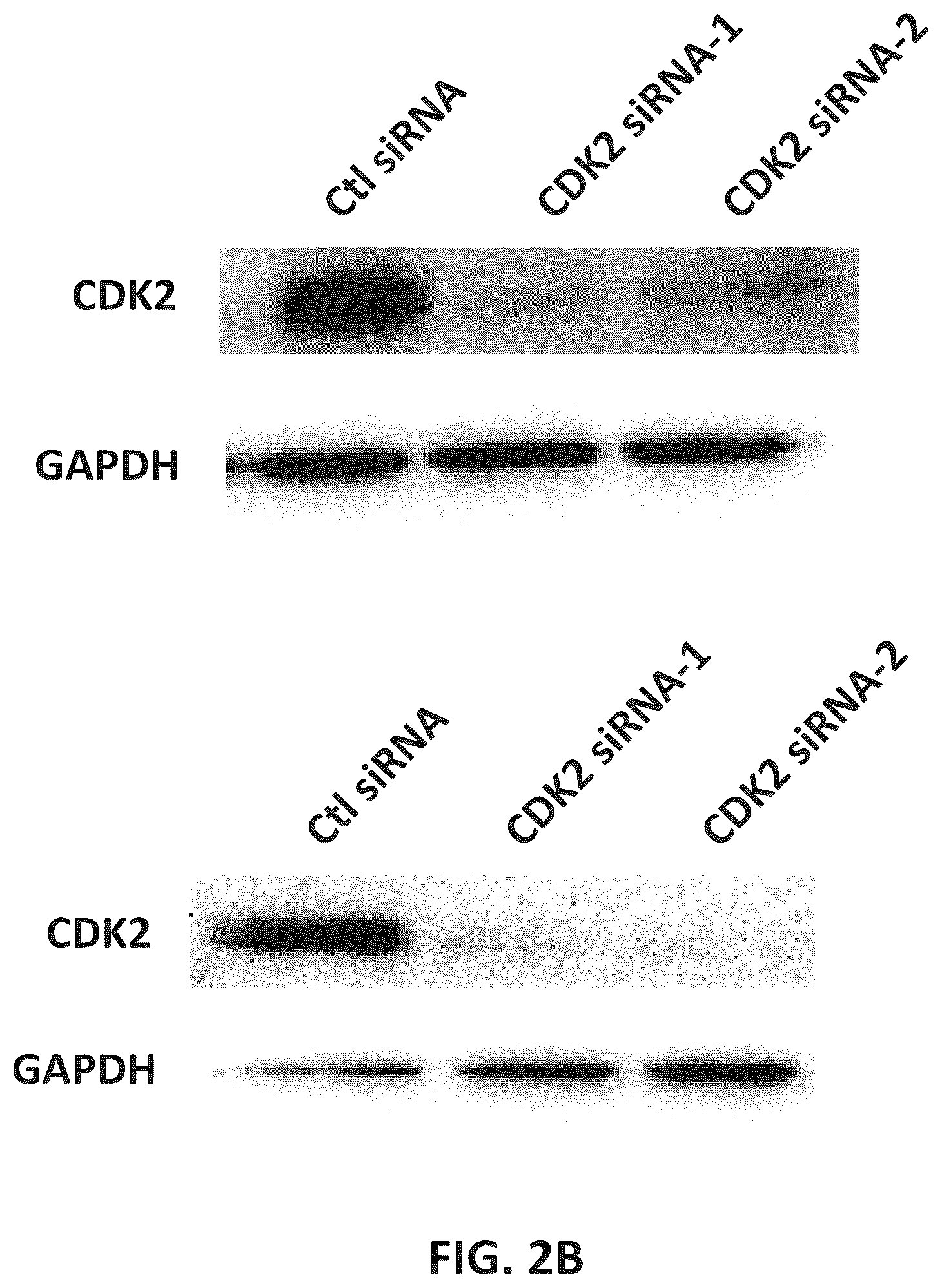 Patent US12312331 Figure 3 – Imidazolyl pyrimidinylamine compounds as CDK2 inhibitors