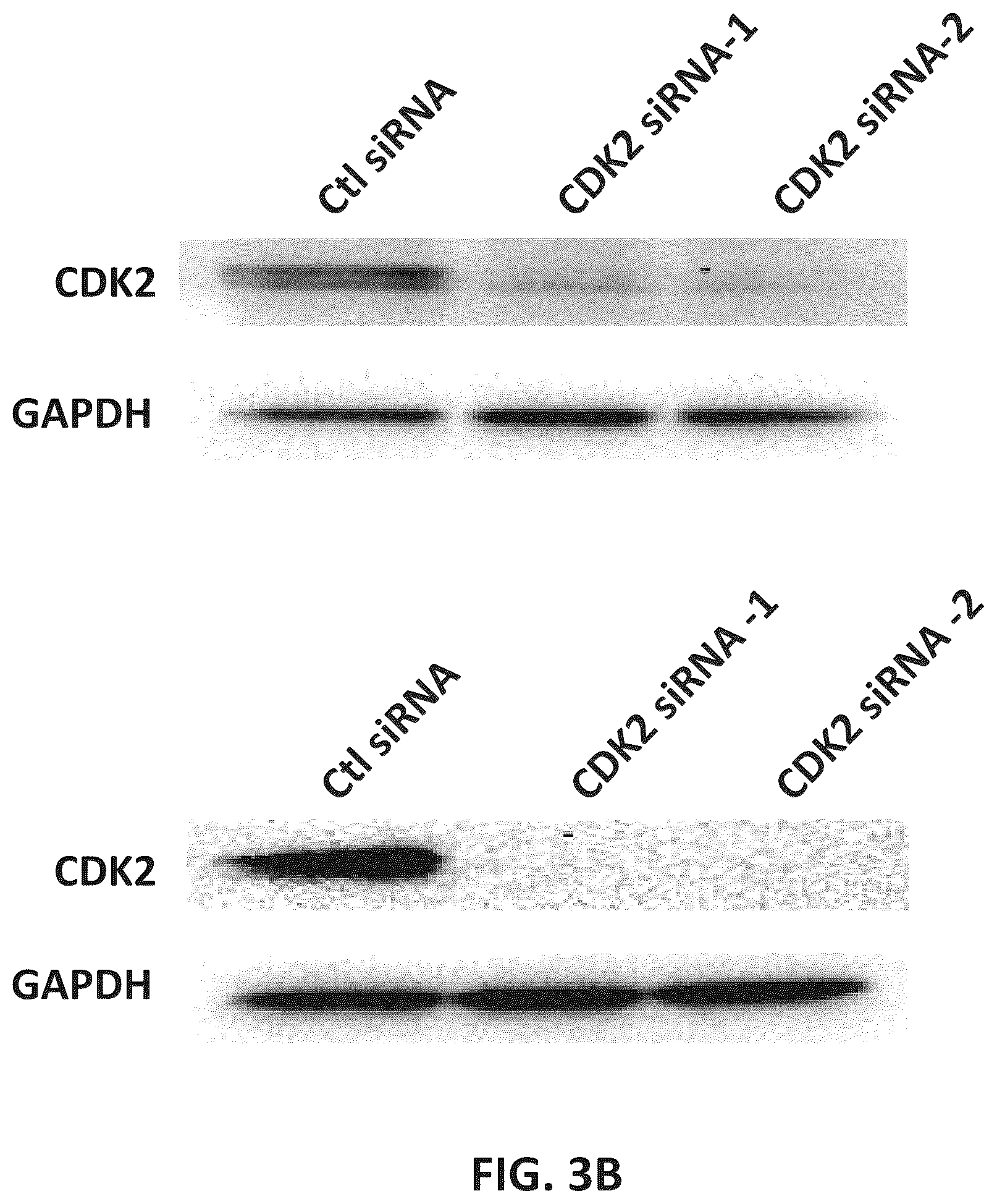 Patent US12312331 Figure 5 – Imidazolyl pyrimidinylamine compounds as CDK2 inhibitors