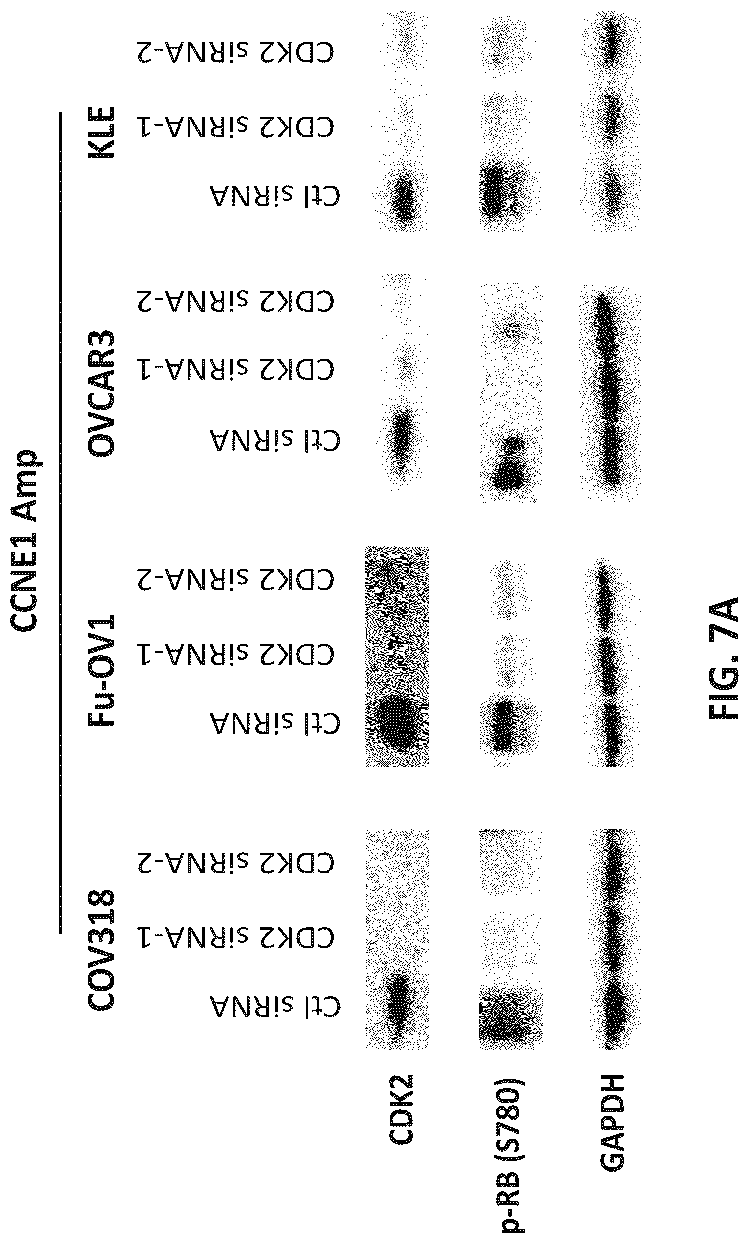 Patent US12312331 Figure 10 – Imidazolyl pyrimidinylamine compounds as CDK2 inhibitors