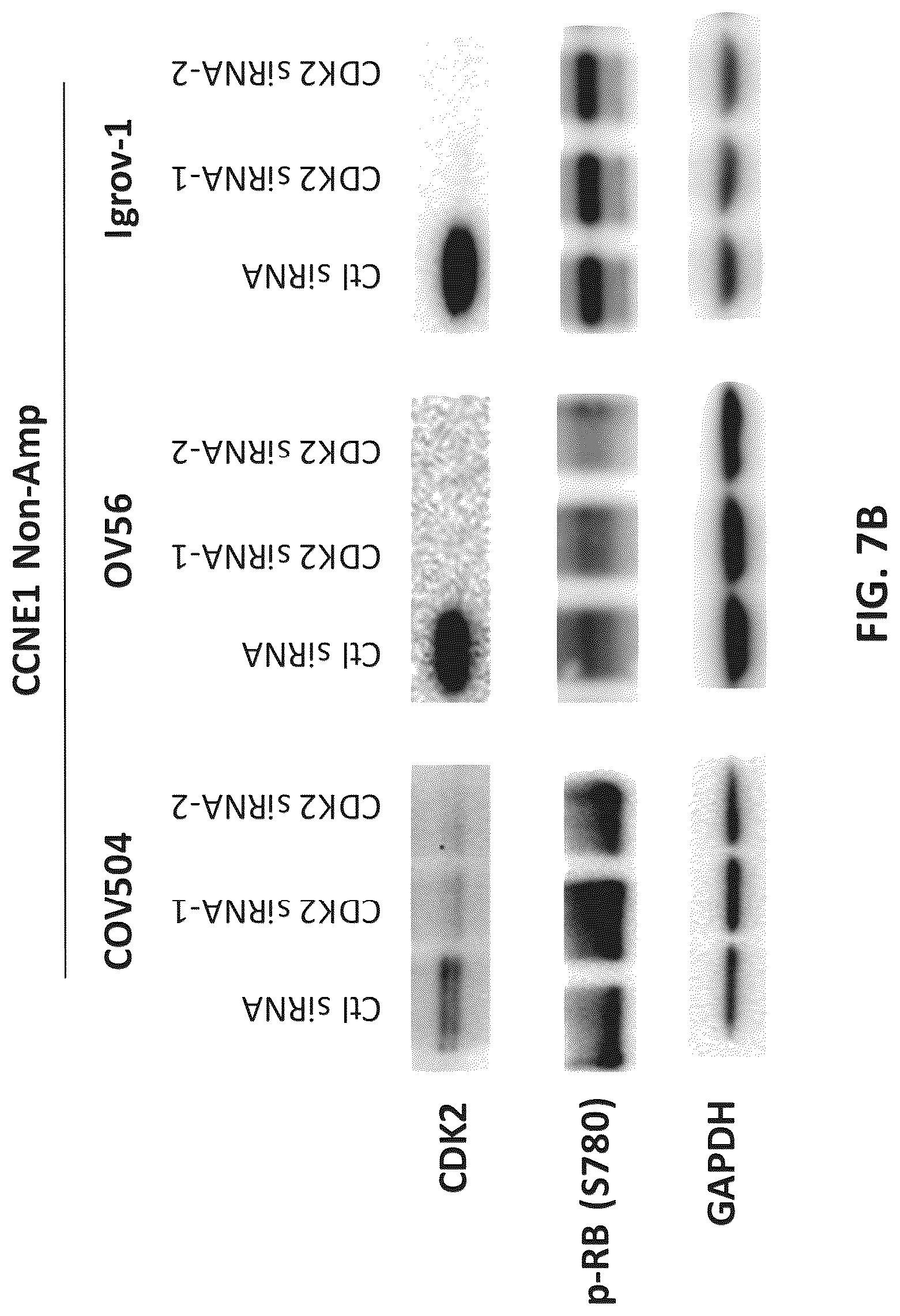 Patent US12312331 Figure 11 – Imidazolyl pyrimidinylamine compounds as CDK2 inhibitors