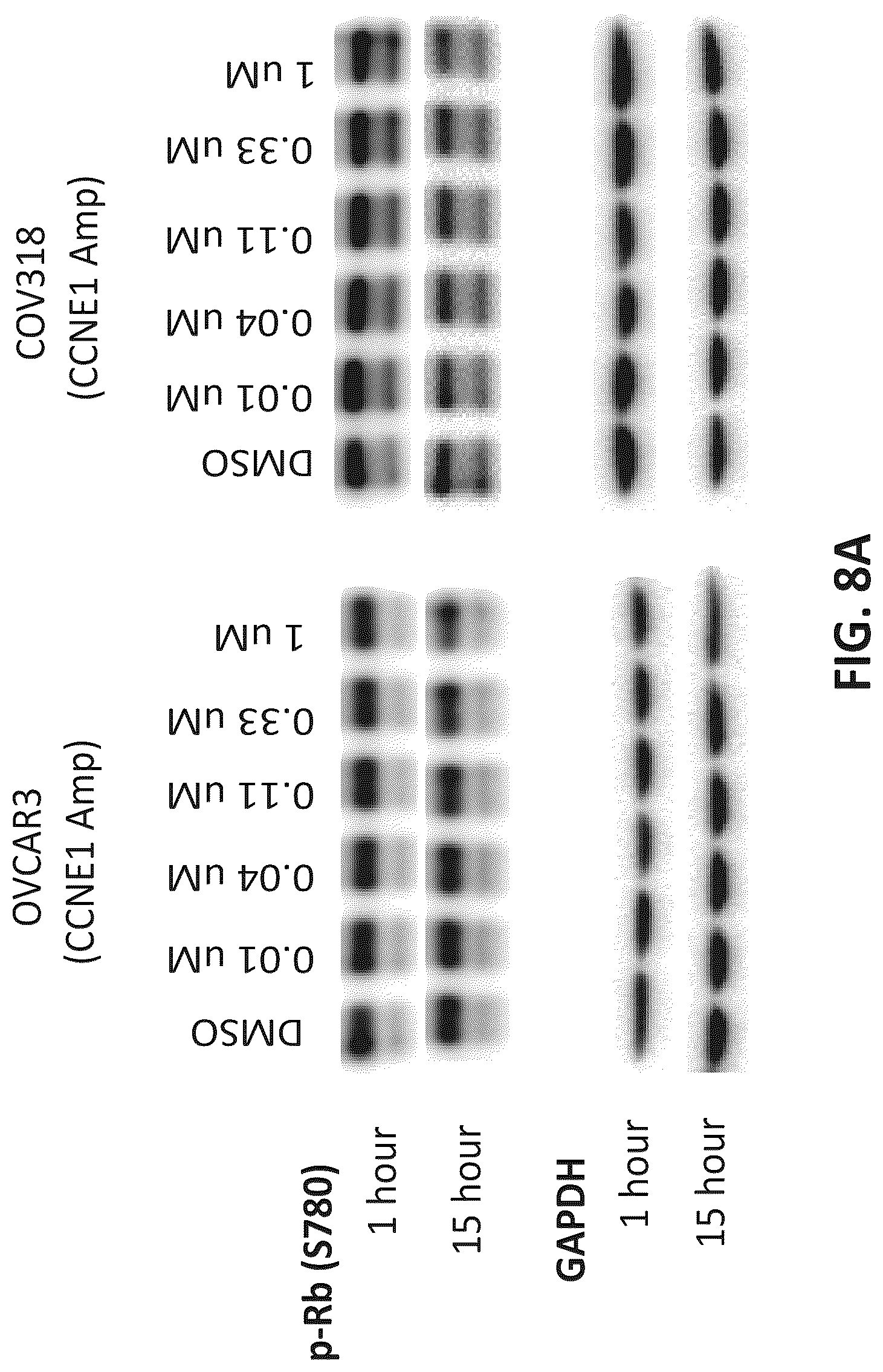 Patent US12312331 Figure 12 – Imidazolyl pyrimidinylamine compounds as CDK2 inhibitors