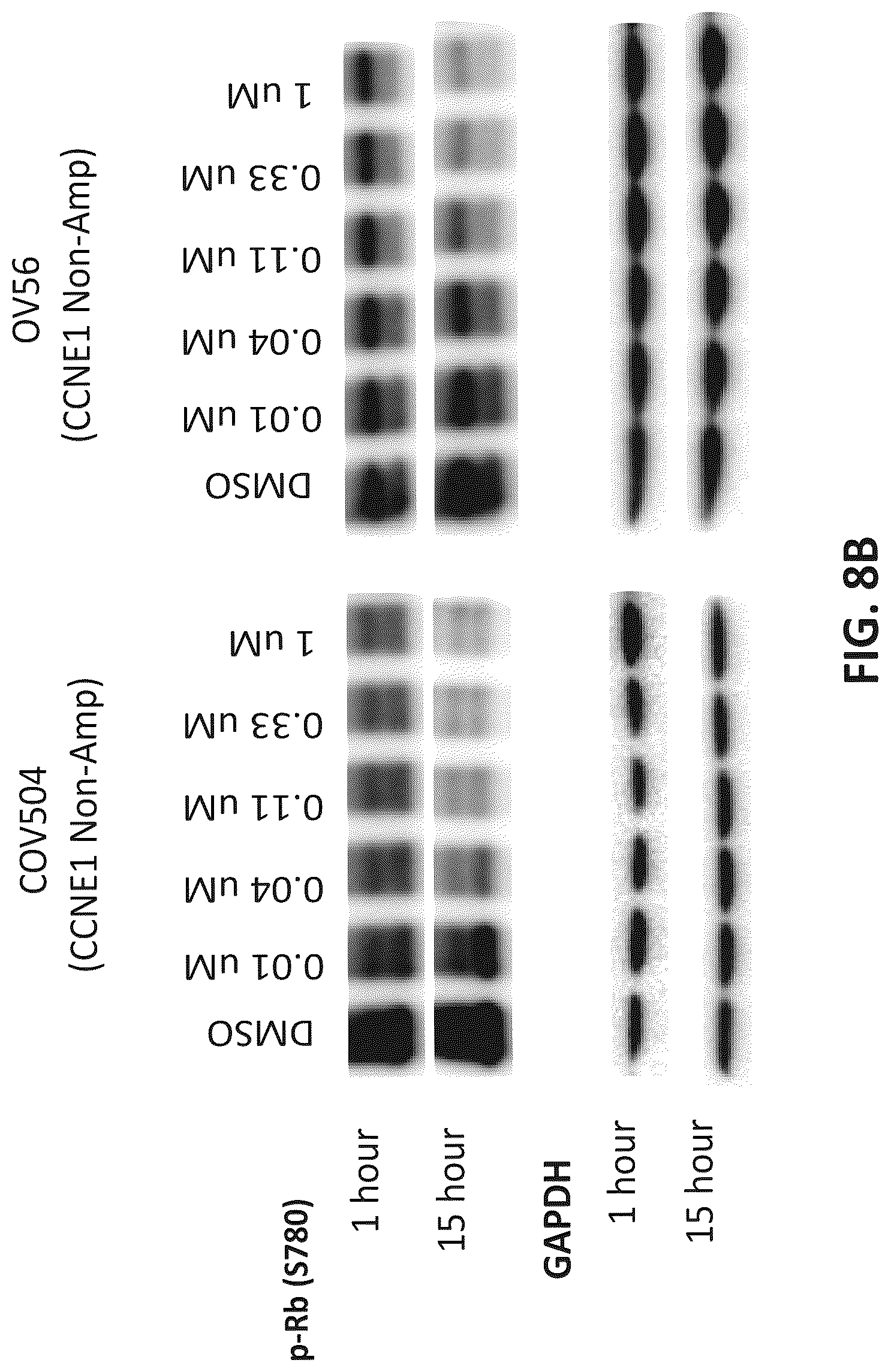 Patent US12312331 Figure 13 – Imidazolyl pyrimidinylamine compounds as CDK2 inhibitors