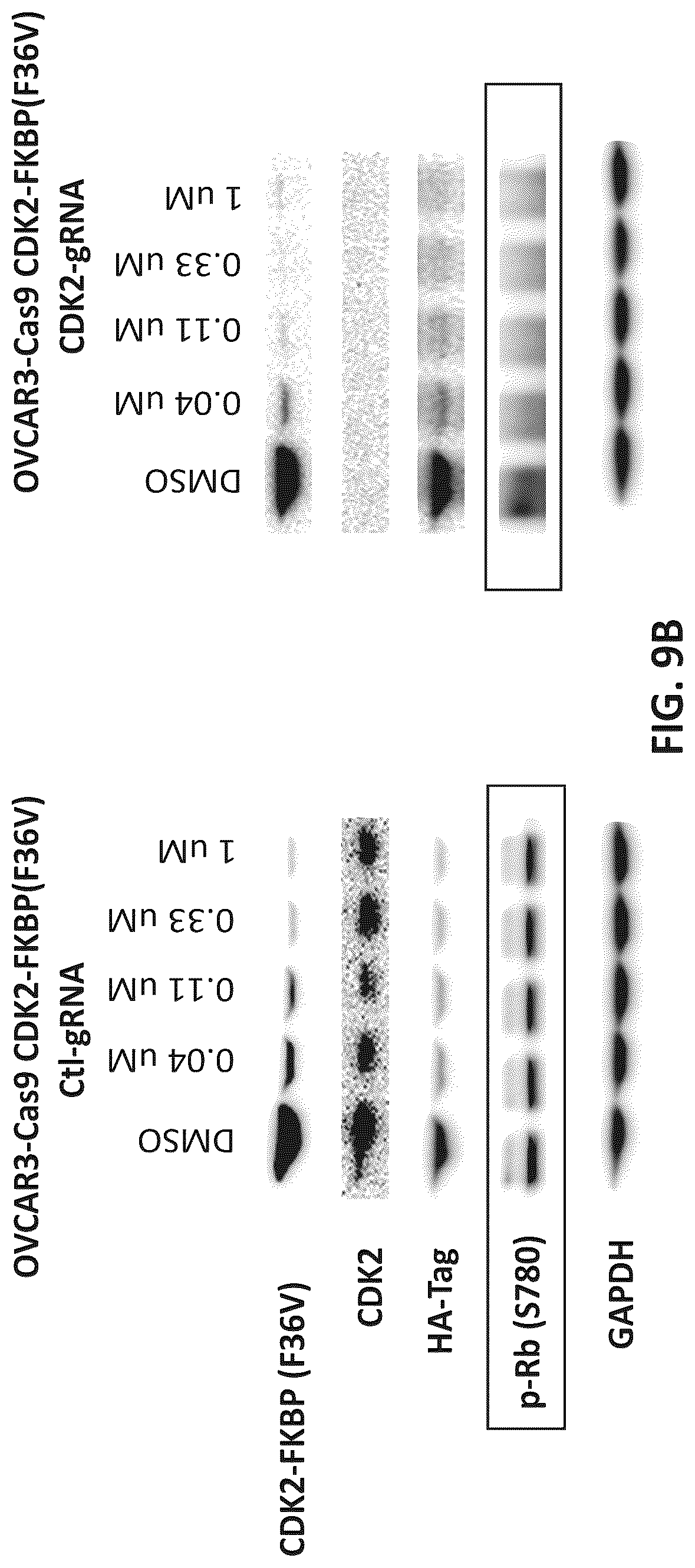 Patent US12312331 Figure 15 – Imidazolyl pyrimidinylamine compounds as CDK2 inhibitors