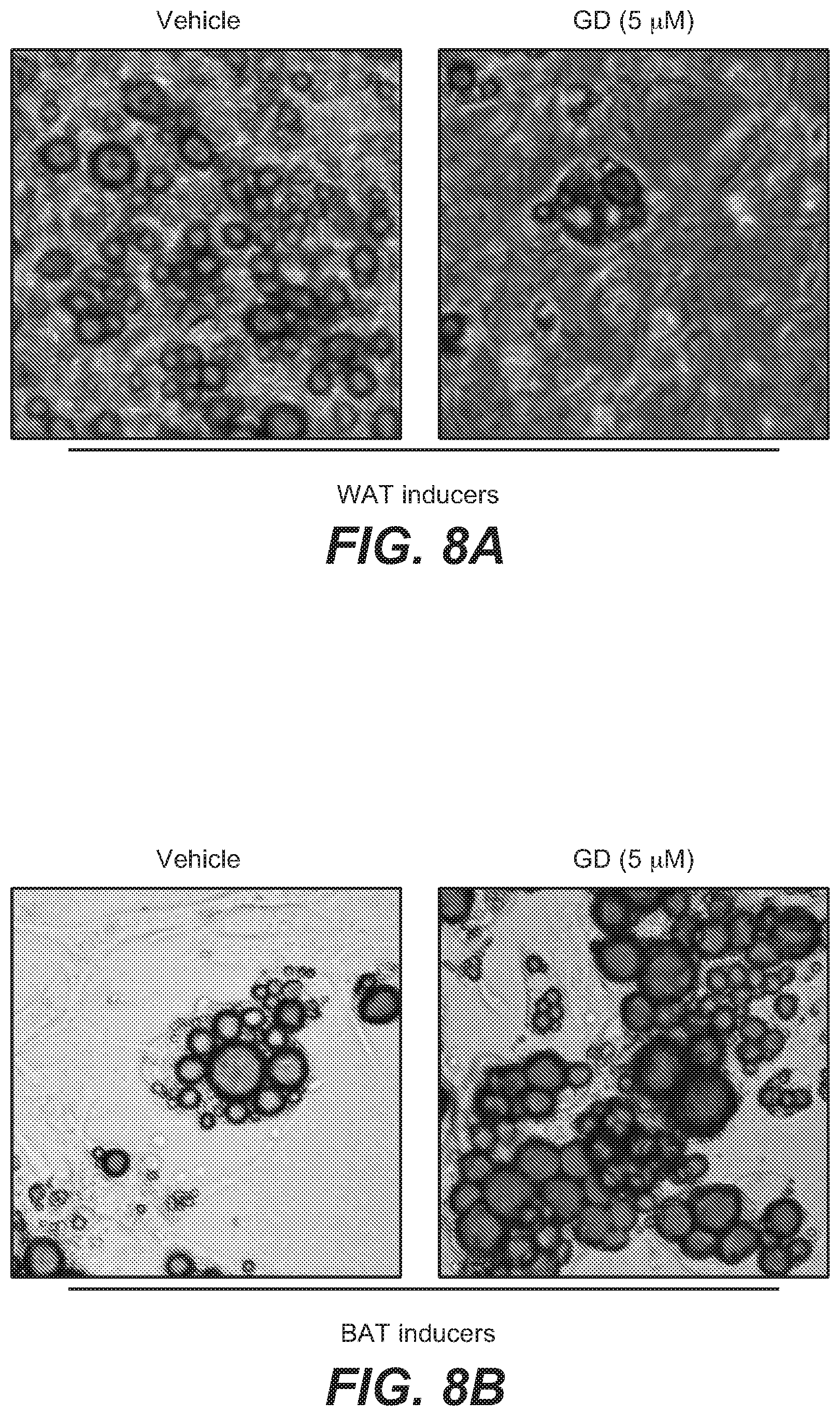 Patent US12312346 Figure 18 – Pyridopyrimidine compounds and methods of their use