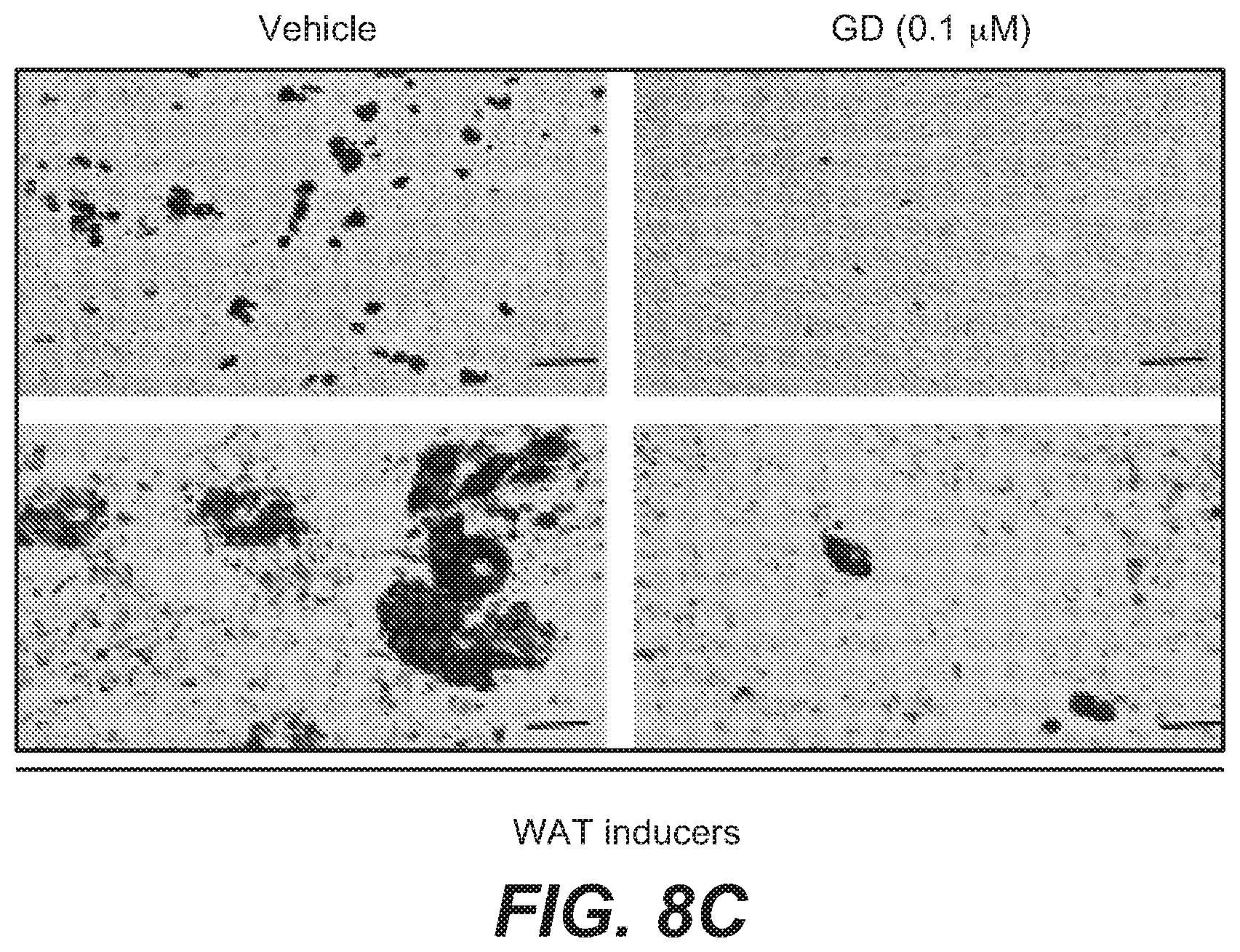 Patent US12312346 Figure 19 – Pyridopyrimidine compounds and methods of their use