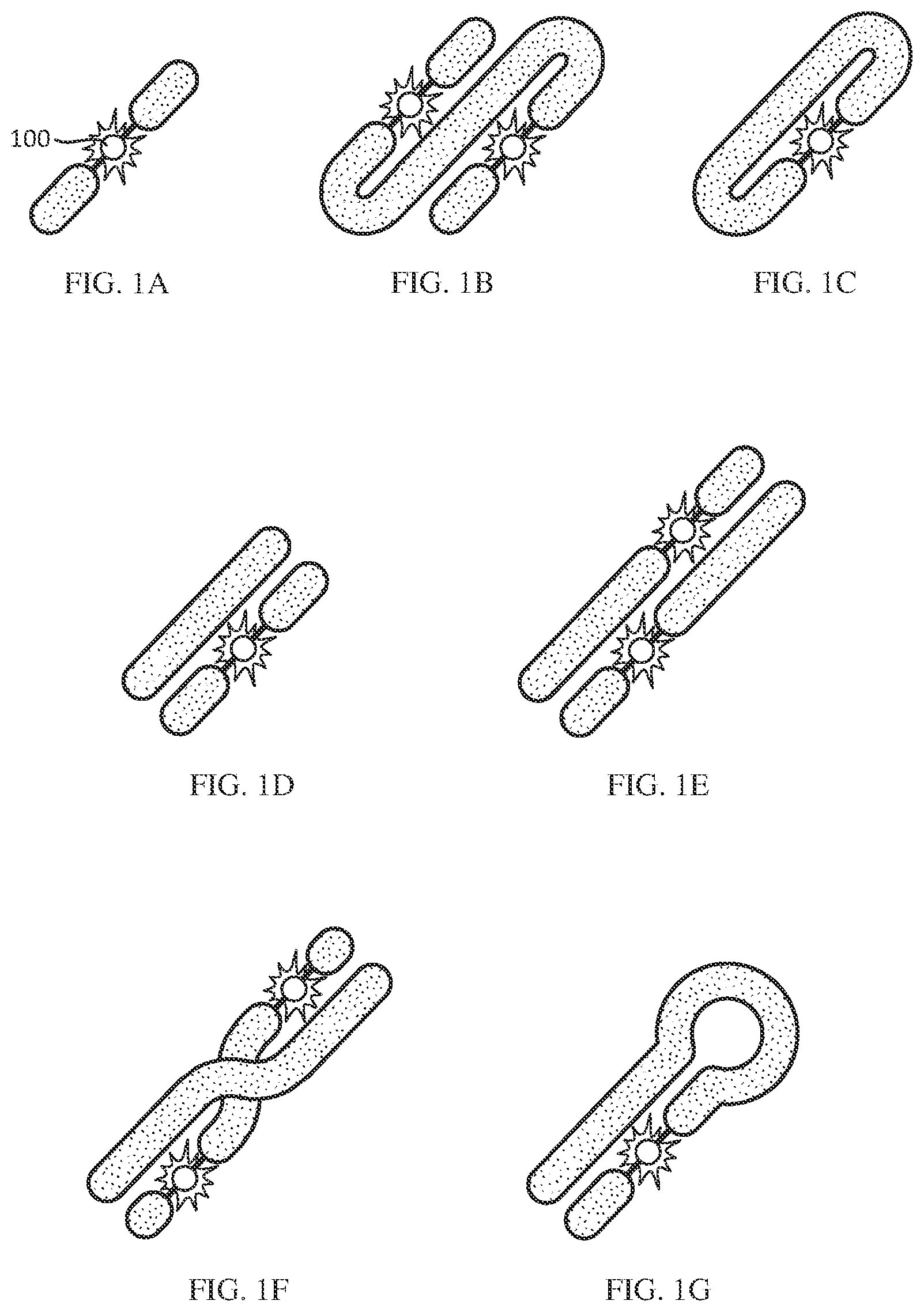 Patent US12312377 Figure 1 – Biconjugatable labels and methods of use