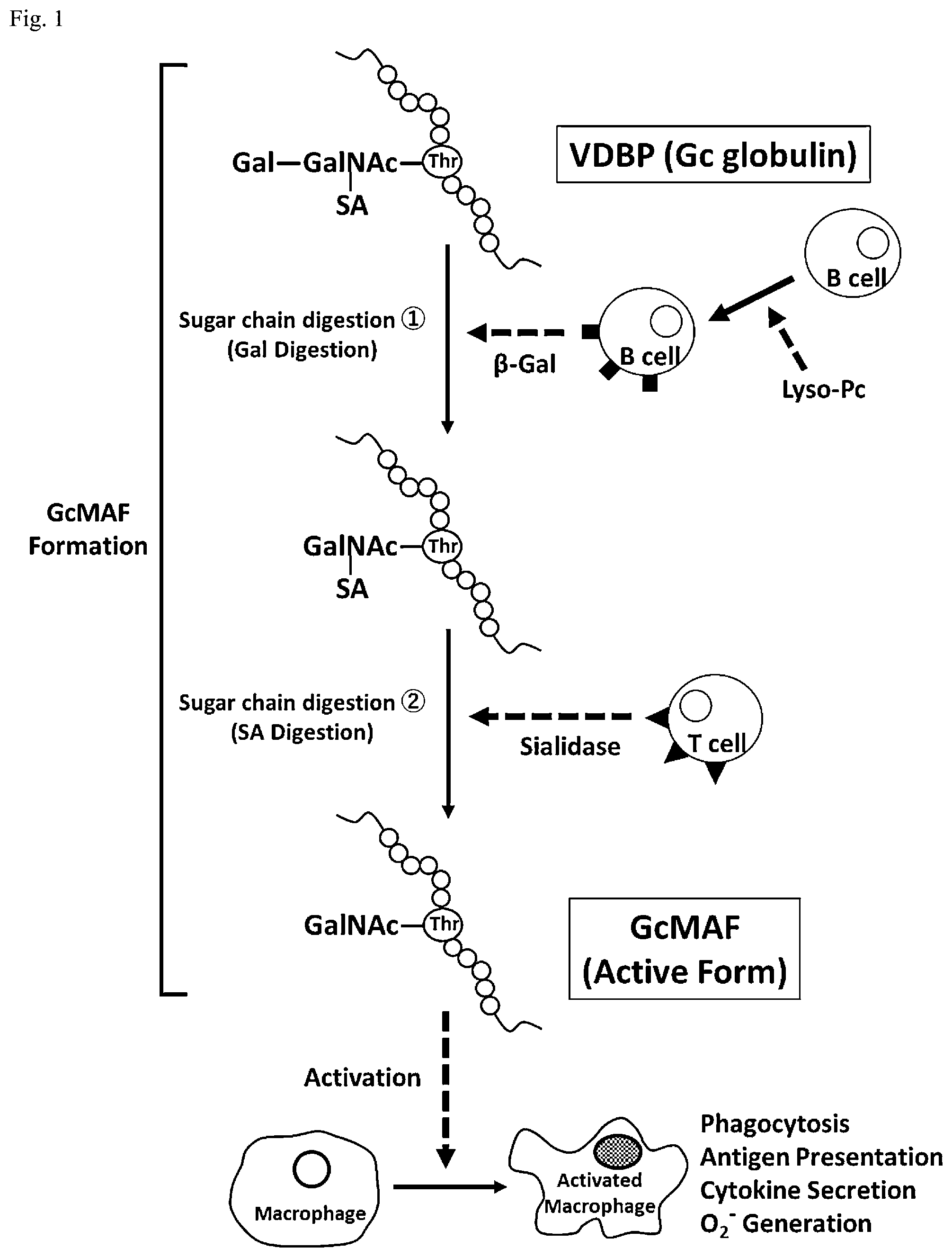 Patent US12312380 Figure 1 – Method for producing active GcMAF