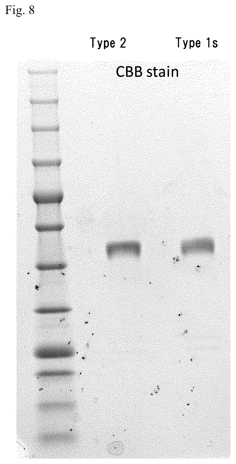 Patent US12312380 Figure 6 – Method for producing active GcMAF