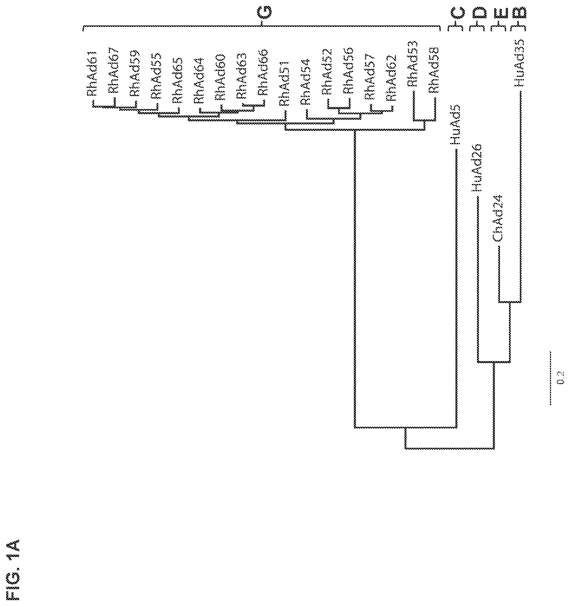 Patent US12312382 Figure 1 – Recombinant adenoviruses and uses thereof