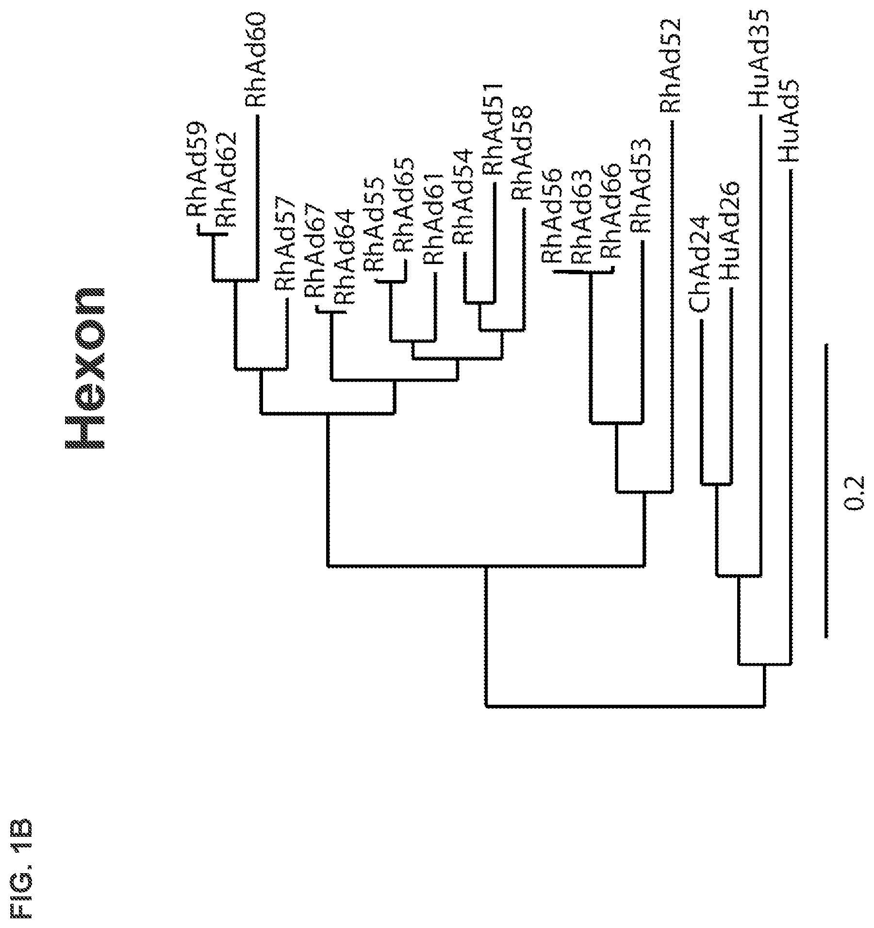 Patent US12312382 Figure 2 – Recombinant adenoviruses and uses thereof
