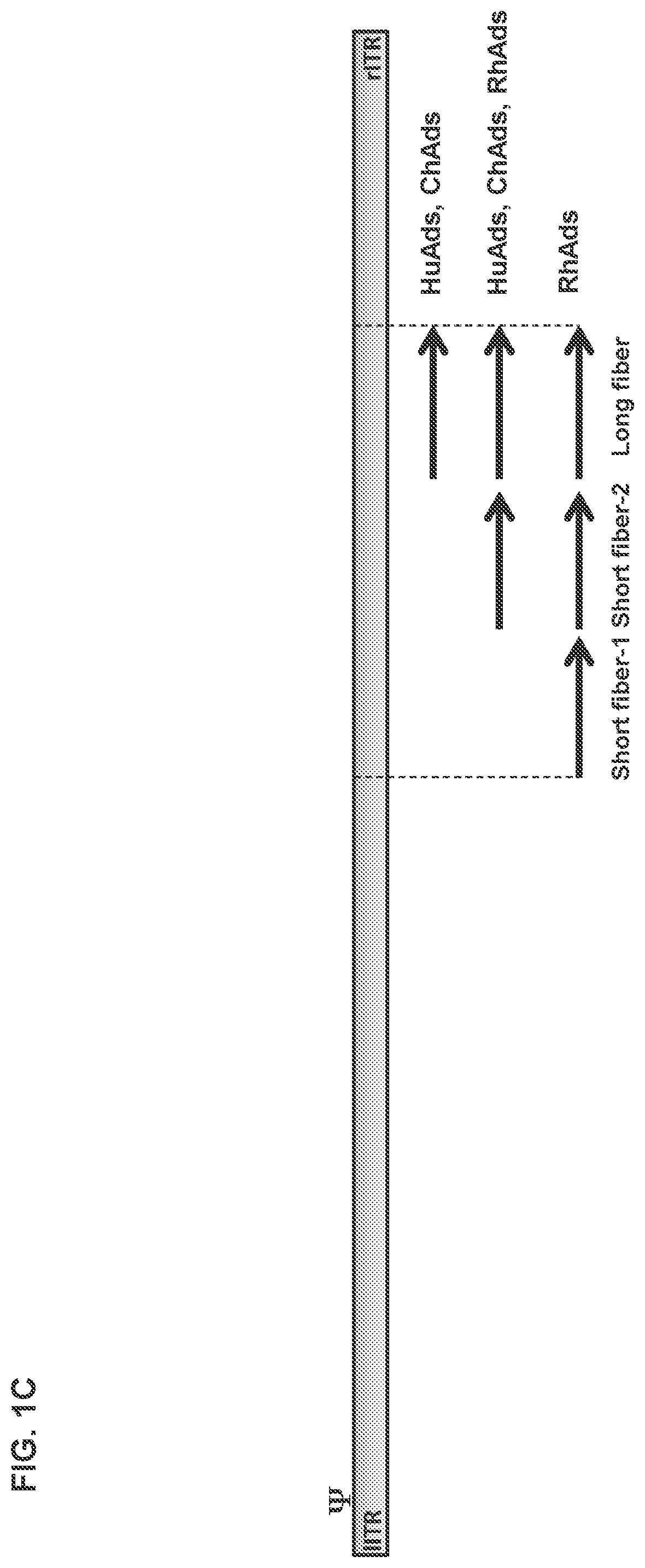Patent US12312382 Figure 3 – Recombinant adenoviruses and uses thereof