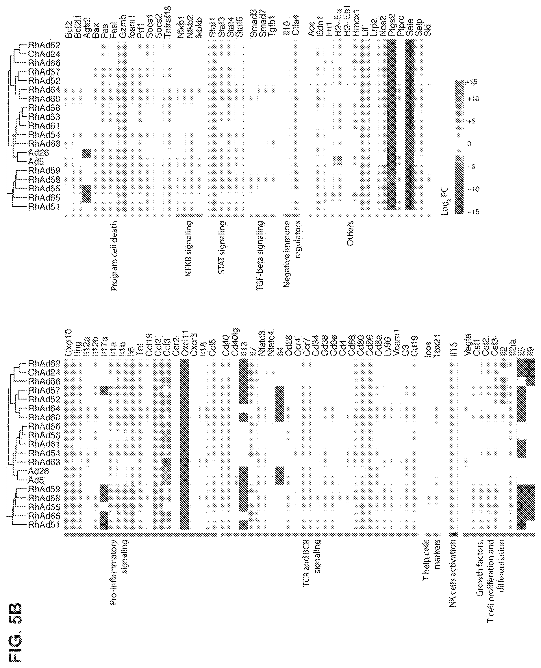 Patent US12312382 Figure 11 – Recombinant adenoviruses and uses thereof