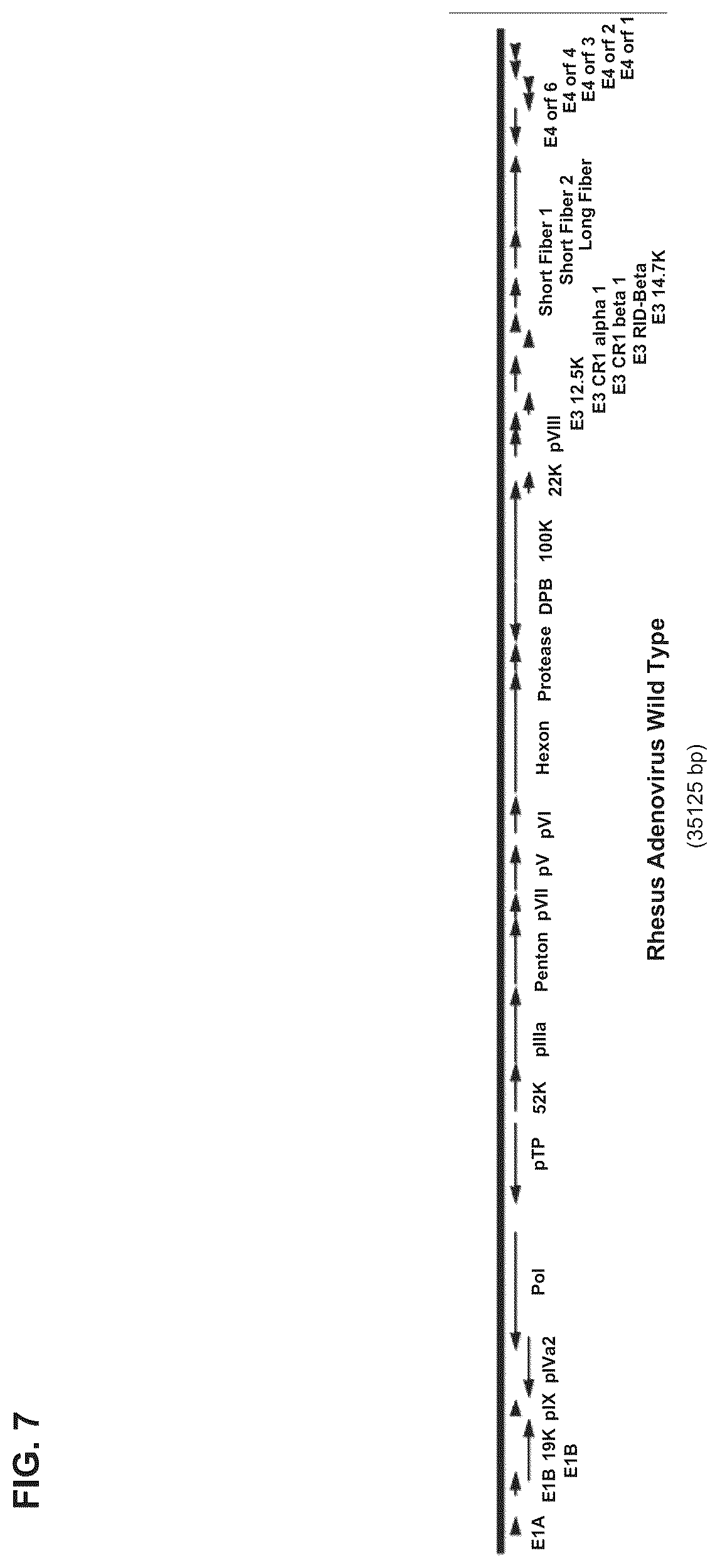 Patent US12312382 Figure 16 – Recombinant adenoviruses and uses thereof