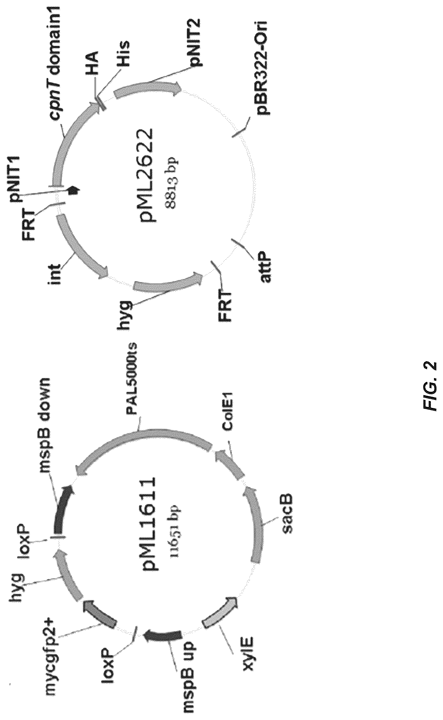 Patent US12312385 Figure 2 – MSP nanopores and uses thereof