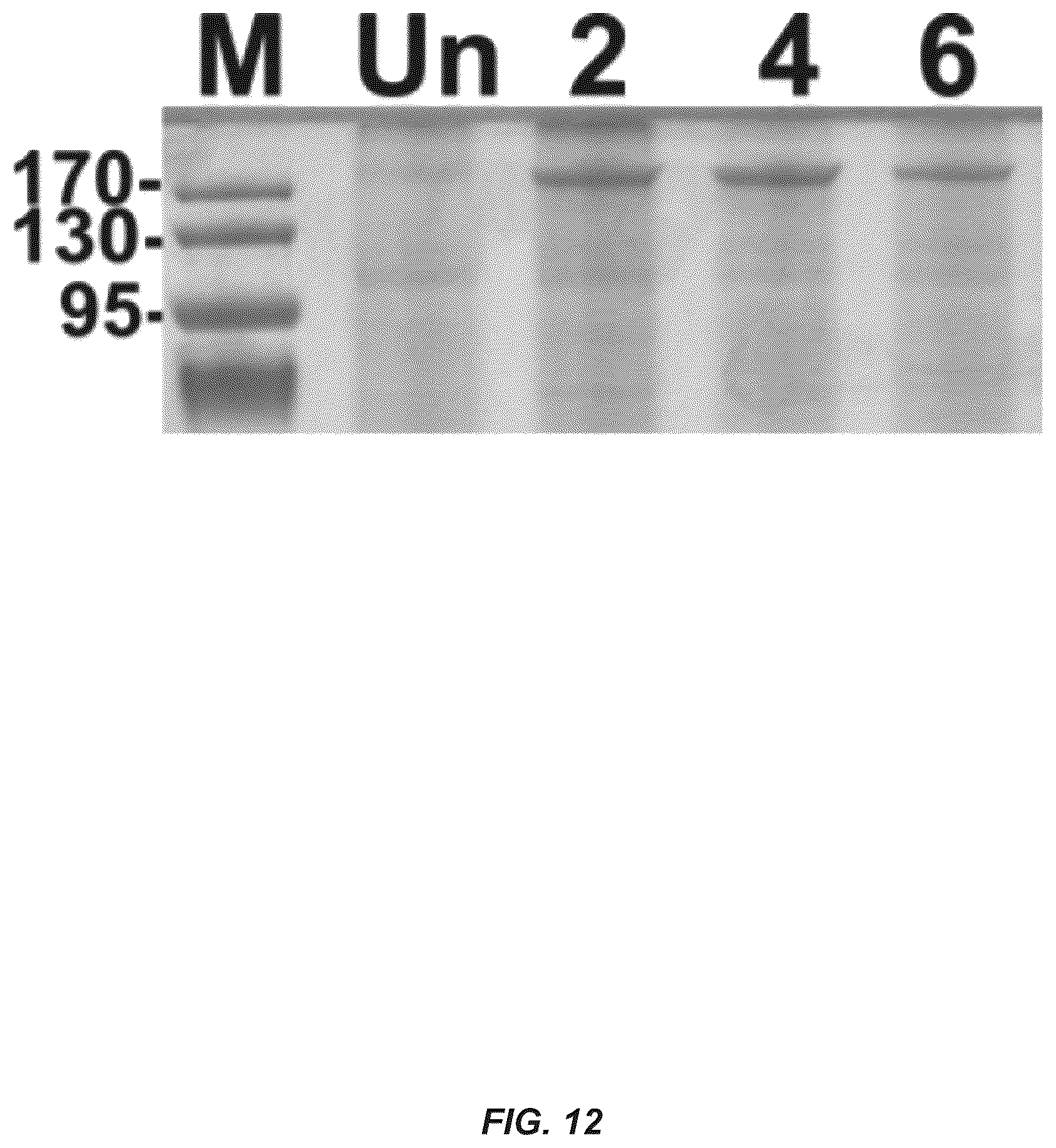 Patent US12312385 Figure 15 – MSP nanopores and uses thereof